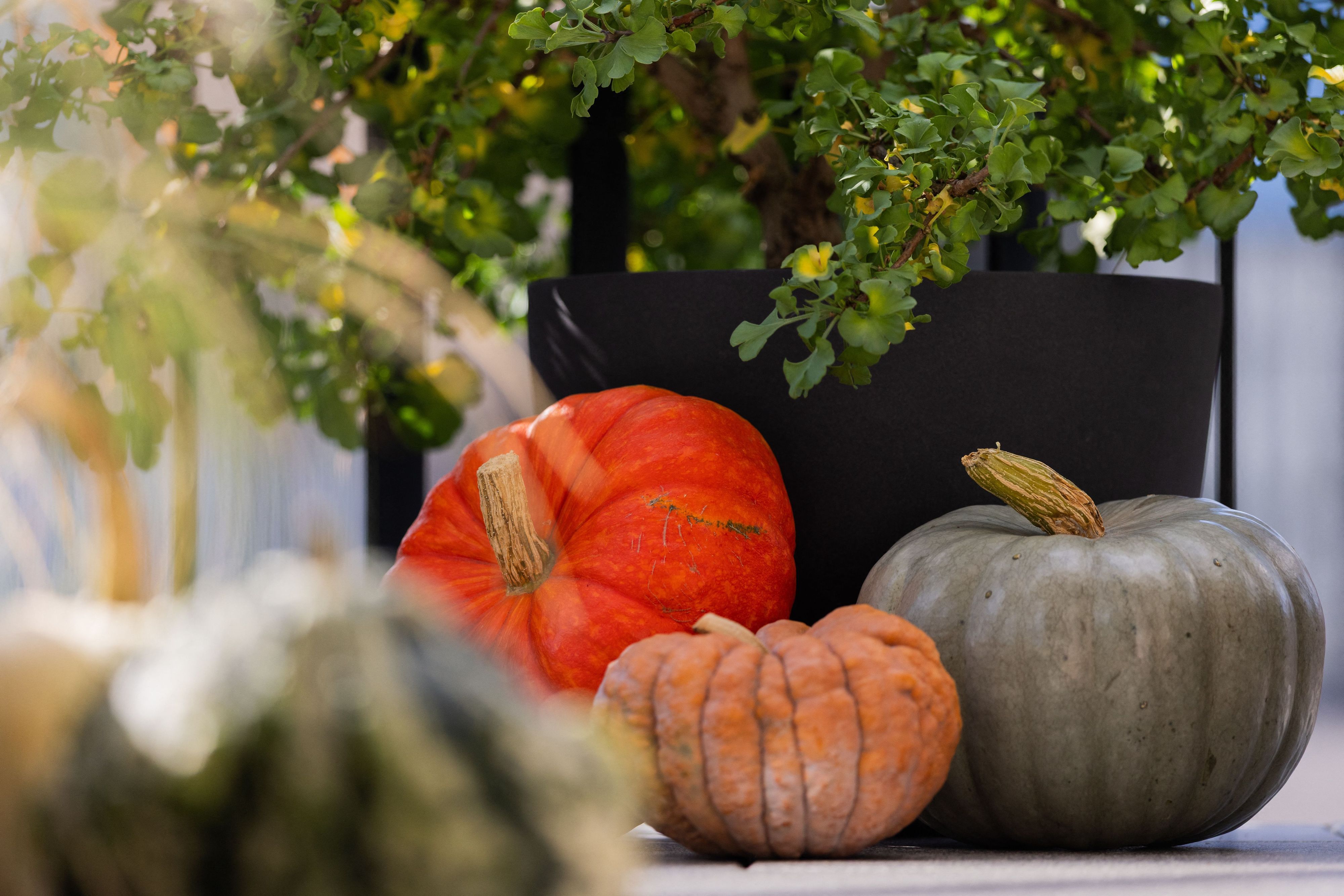Bunte Kürbisse erzeugen Herbstgefühle. (Symbolbild)