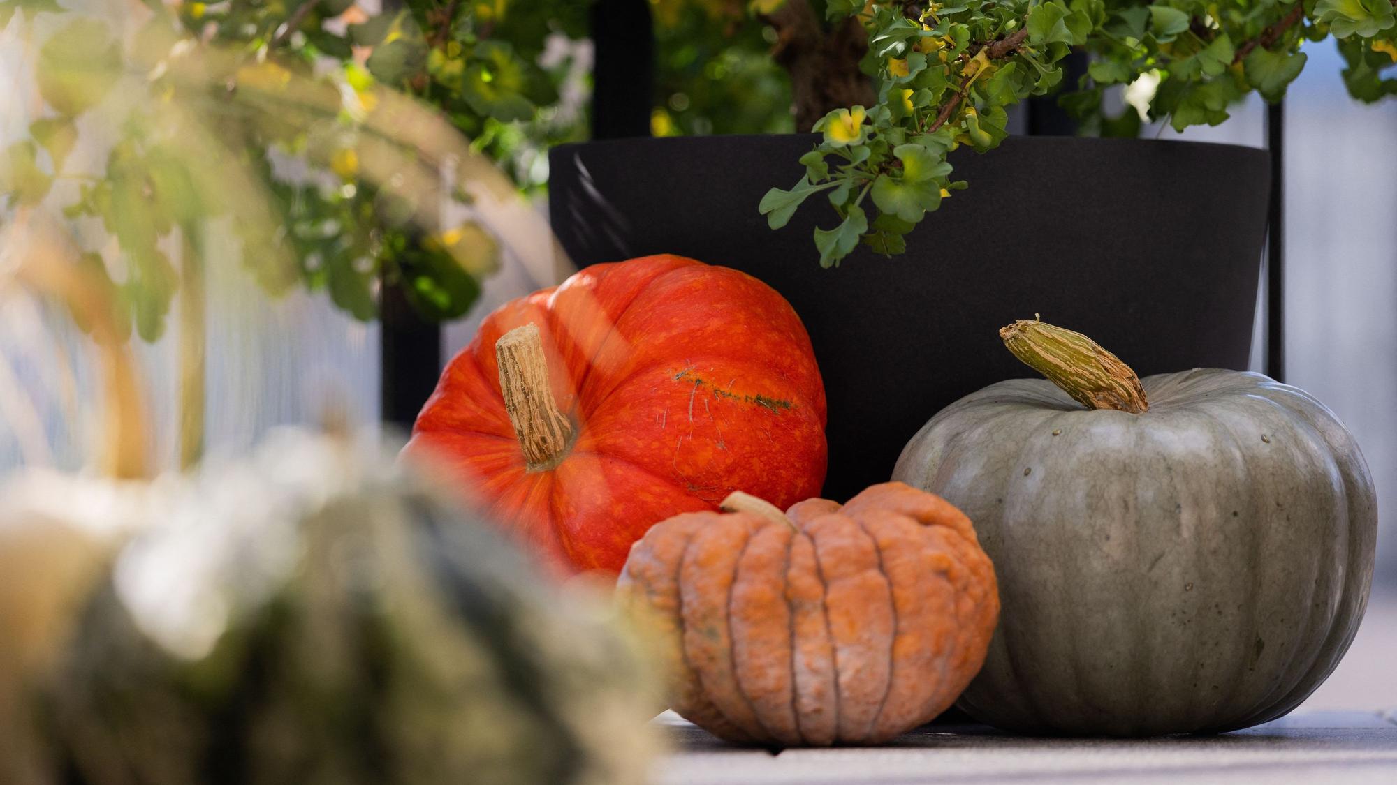 Bunte Kürbisse erzeugen Herbstgefühle. (Symbolbild)