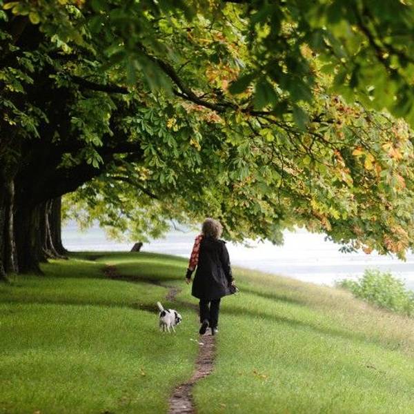 Eine Frau mit einem Hund geht unter Kastanienbäumen im Kölner Stadtwald spazieren. (Archivbild)