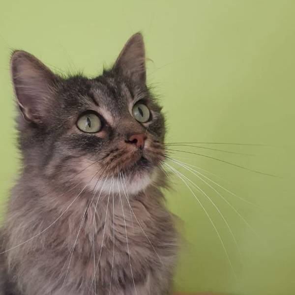 Um Kater Findus streiten sich vor dem Amtsgericht Siegburg die Eigentümerin und der „Pflegevater“.