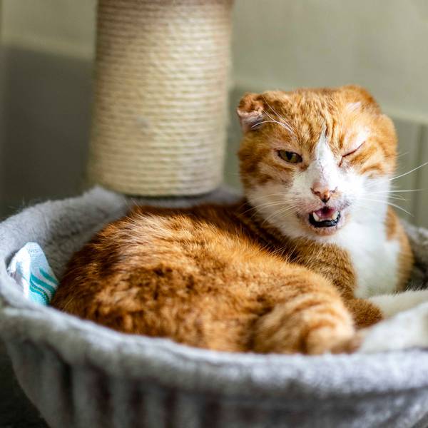 Das Bild zeigt eine Katze, die in einem Katzenkorb liegt.