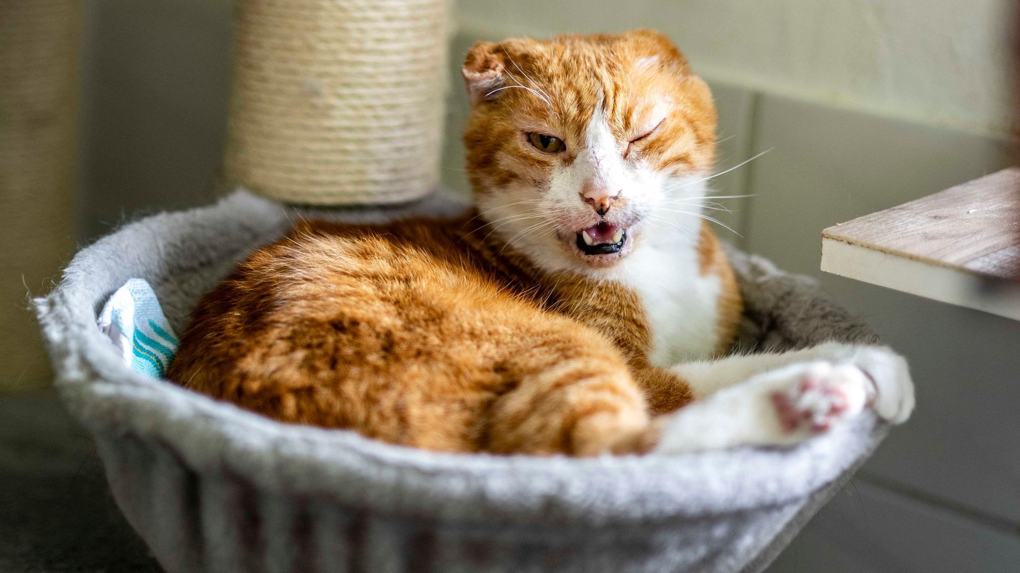 Das Bild zeigt eine Katze, die in einem Katzenkorb liegt.