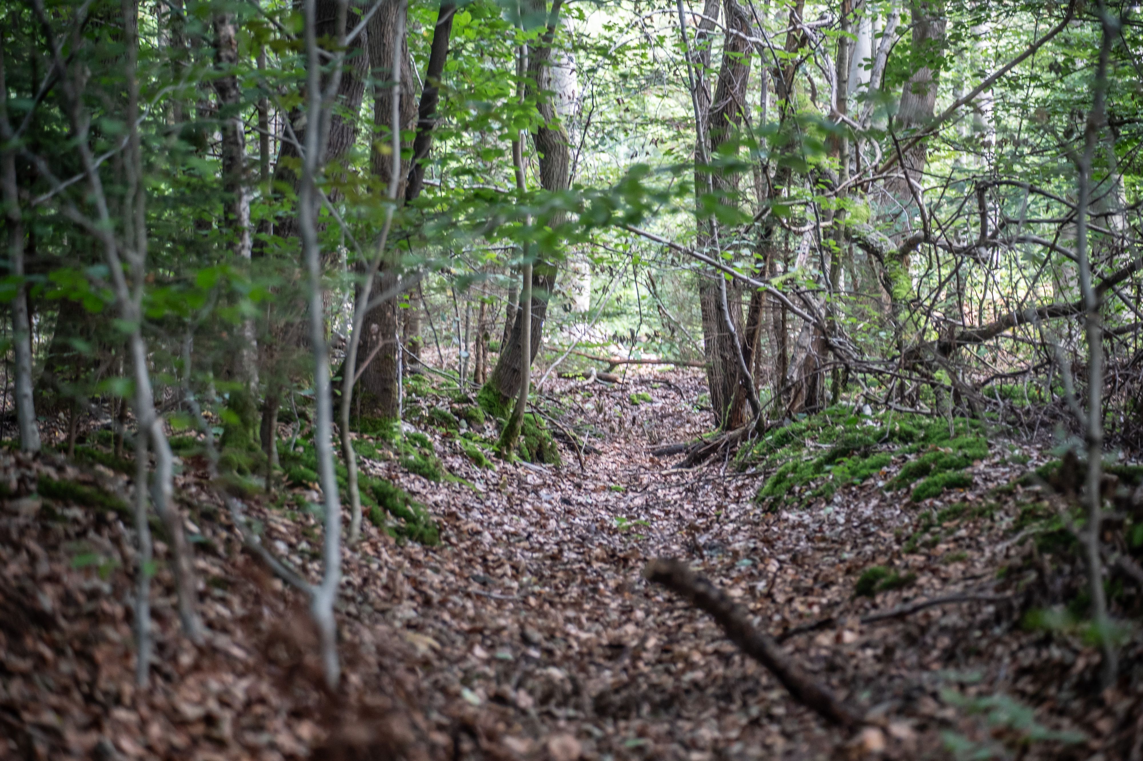 Bürgerbusch: Im Wald gibt es Entwässerungsgräben aus historischer Zeit. Dieses Grabensystem liegt oberhalb der Gezelinkapelle.  Bild: Ralf Krieger