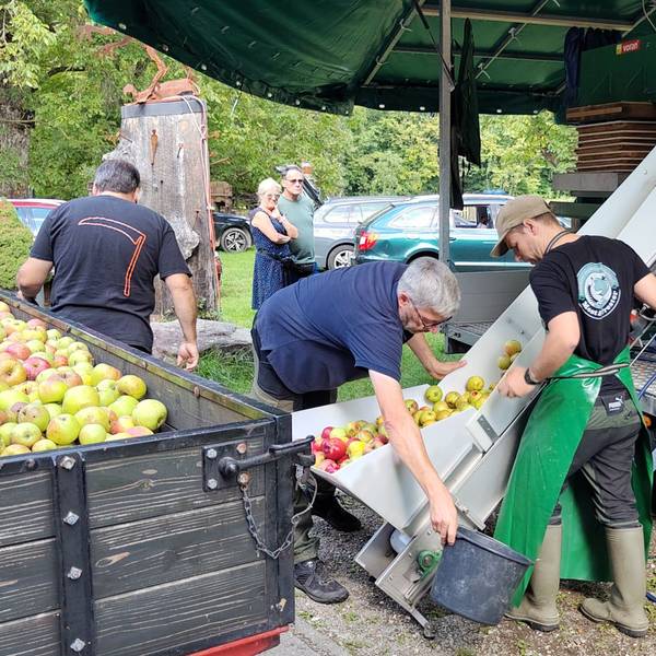 Äpfel werden von zwei Männern für die Maschine nachgefüllt.