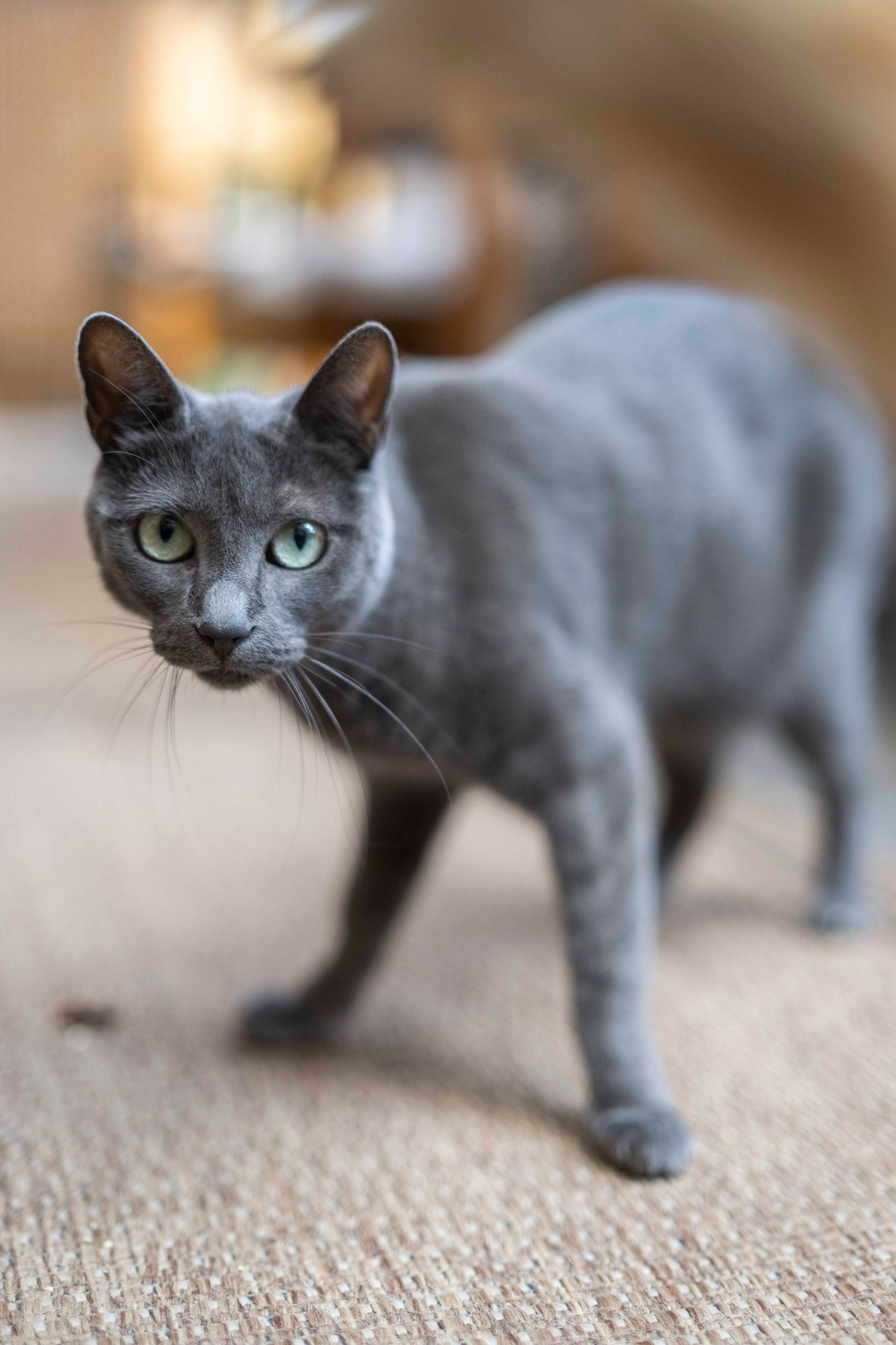 Das Bild zeigt eine graue Katze, die in die Kamera schaut.