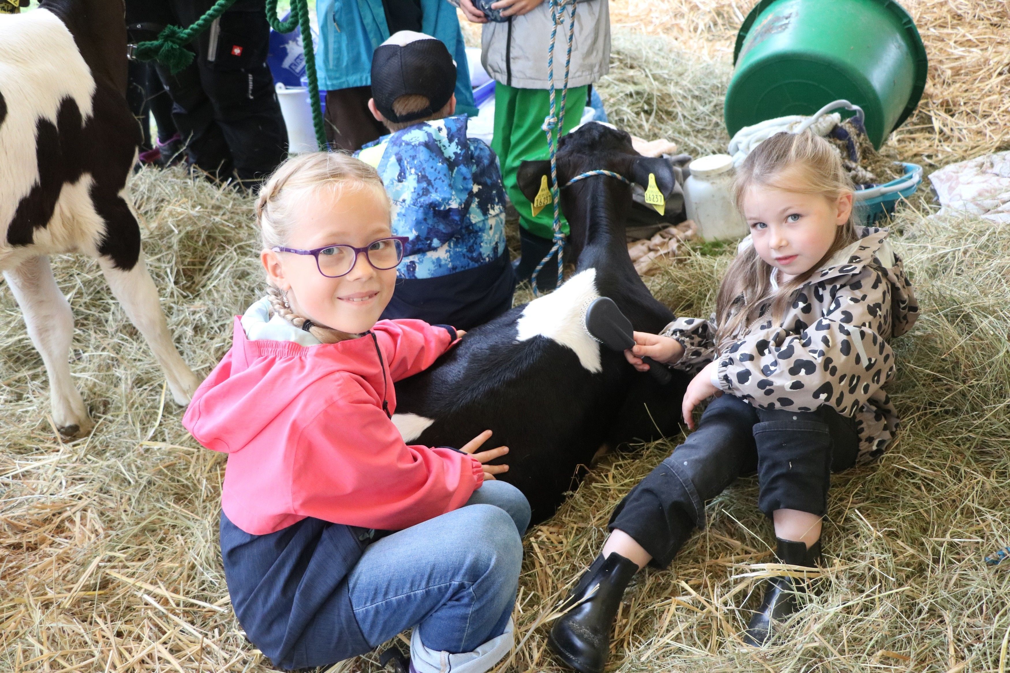 Jungzüchterinnen Emelie und Greta bereiten Kalb Amalie für den Wettbewerb vor