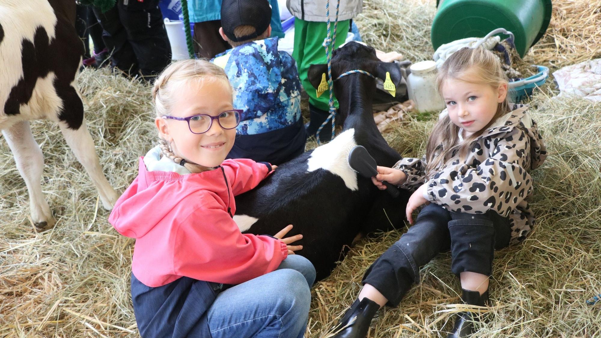 Jungzüchterinnen Emelie und Greta bereiten Kalb Amalie für den Wettbewerb vor