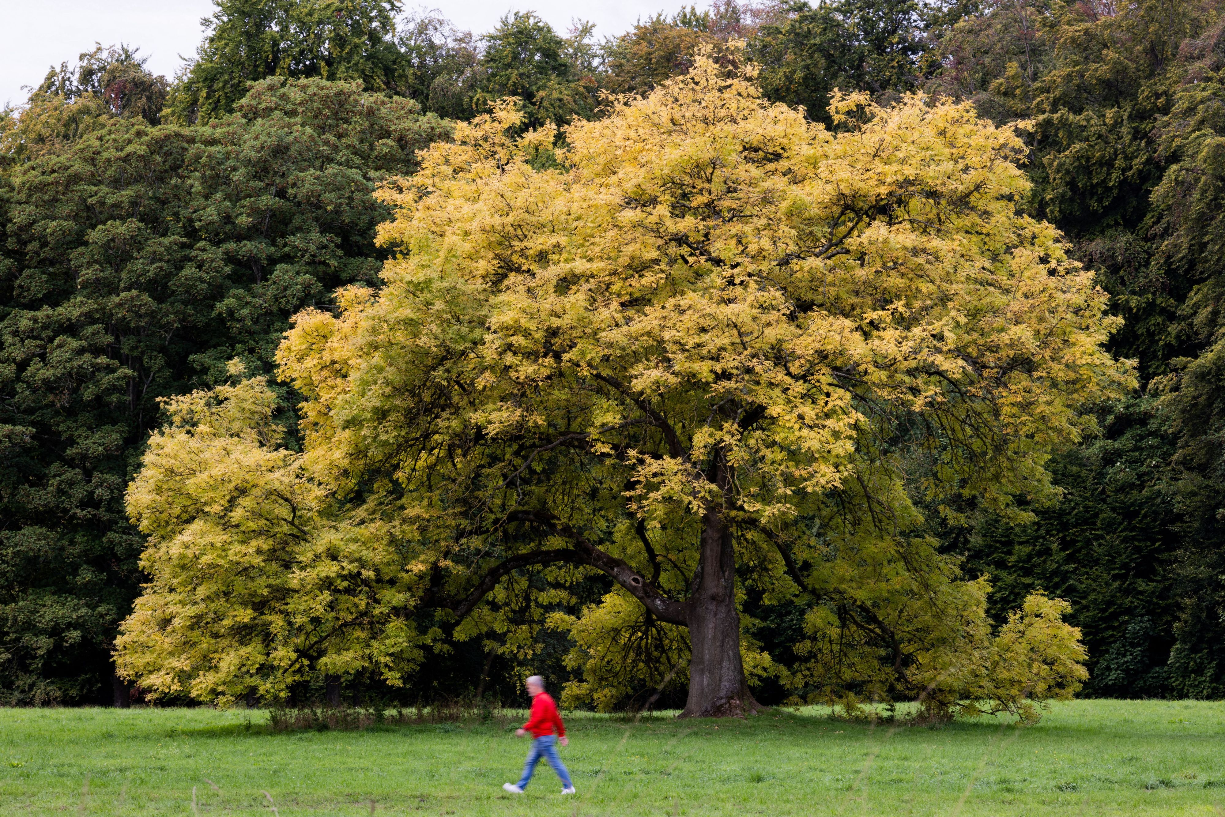 Herbstlich gefärbter Baum im Kölner Stadtwald (Bild von 17. September).