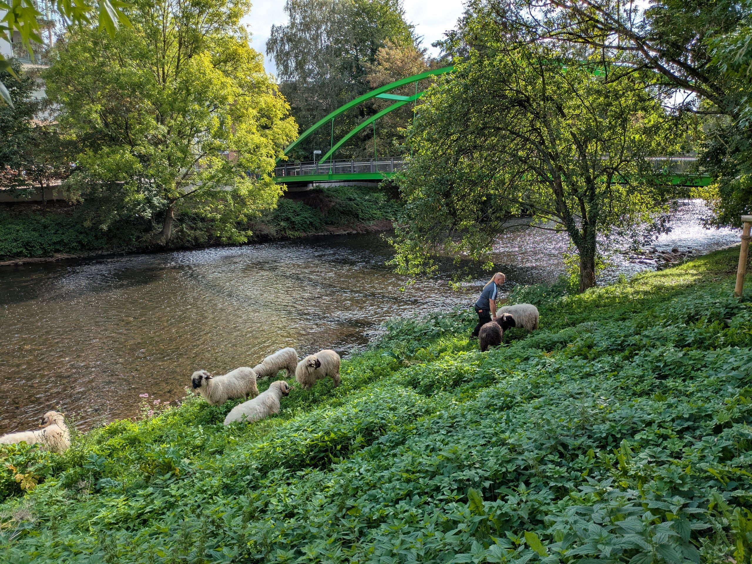 Schafe am Wupperufer in Leichlingen