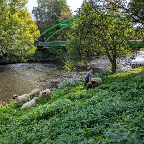 Schafe am Wupperufer in Leichlingen