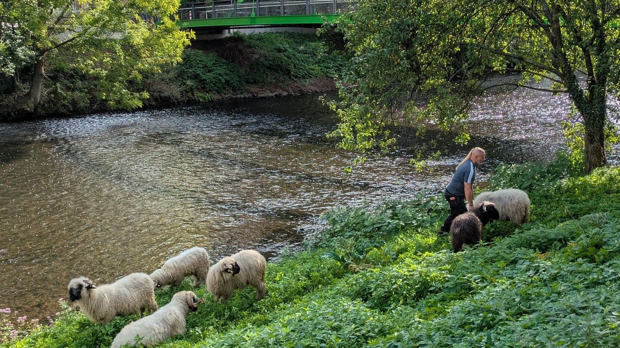 Schafe am Wupperufer in Leichlingen