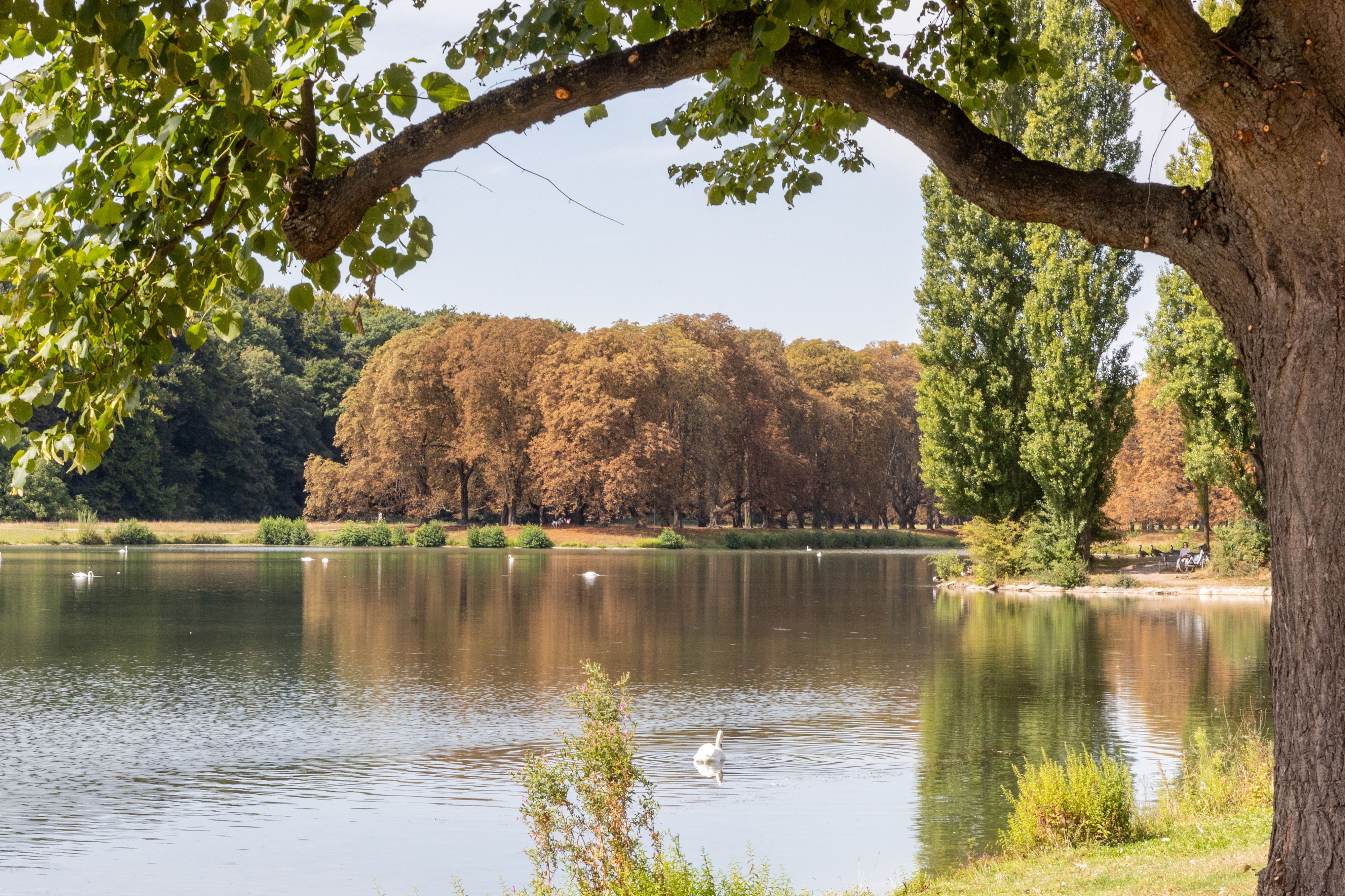 Herbstliche Stimmung in Köln am Decksteiner Weiher. (Archivbild)