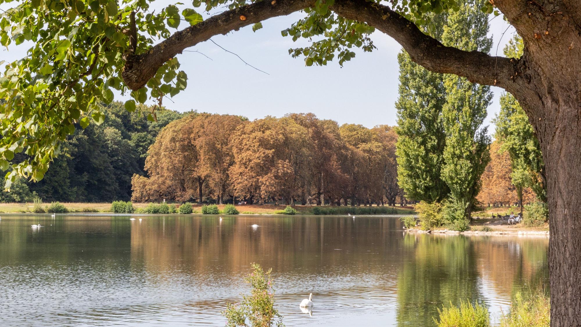 Herbstliche Stimmung in Köln am Decksteiner Weiher. (Archivbild)