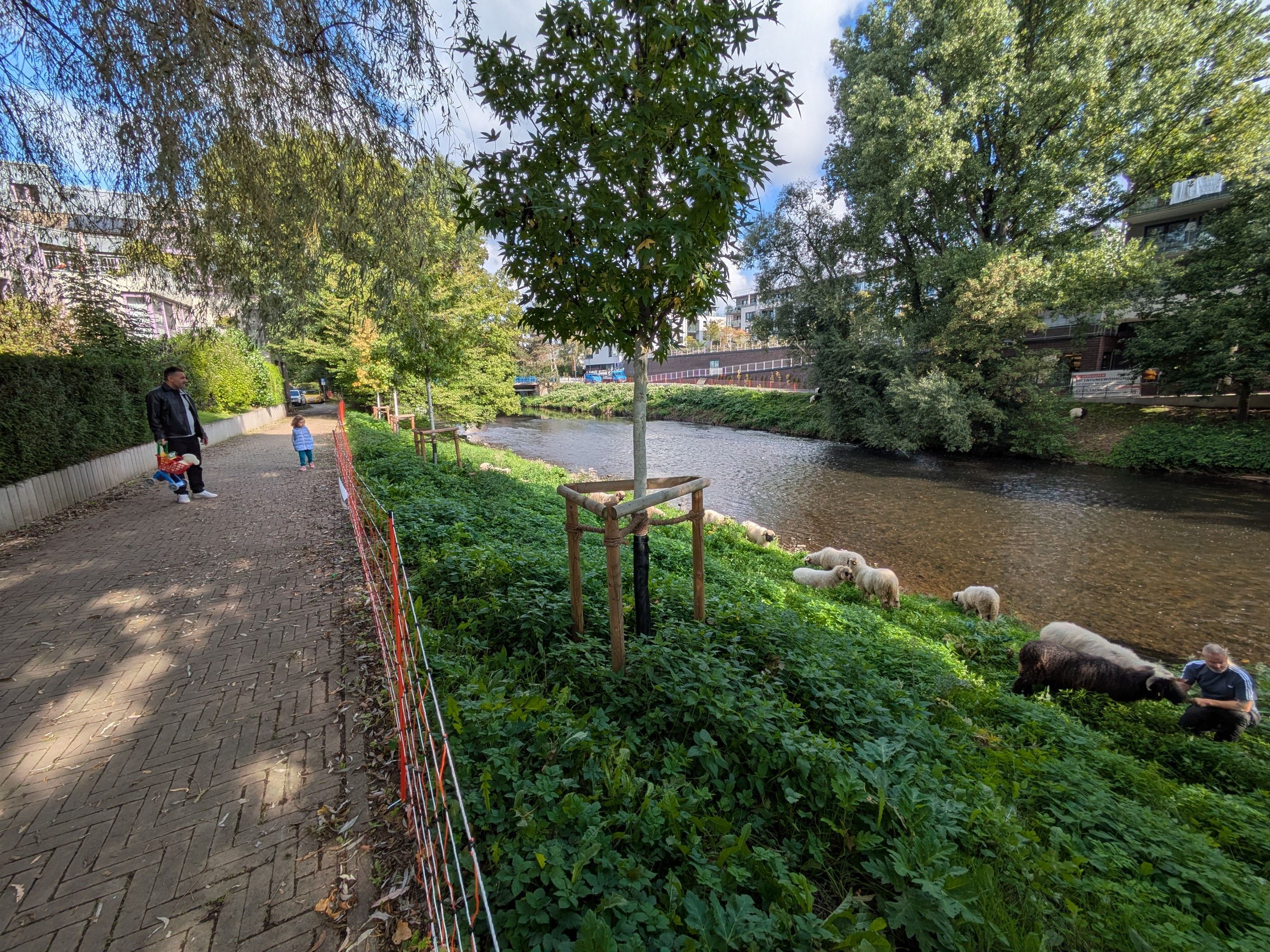 Schafe weiden am Wupperufer.