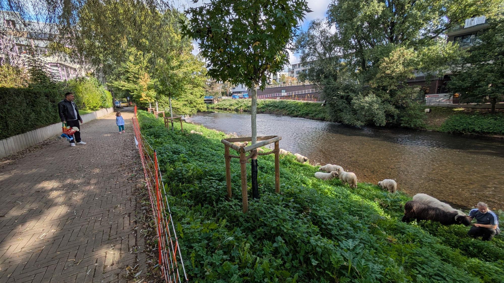 Schafe weiden am Wupperufer.