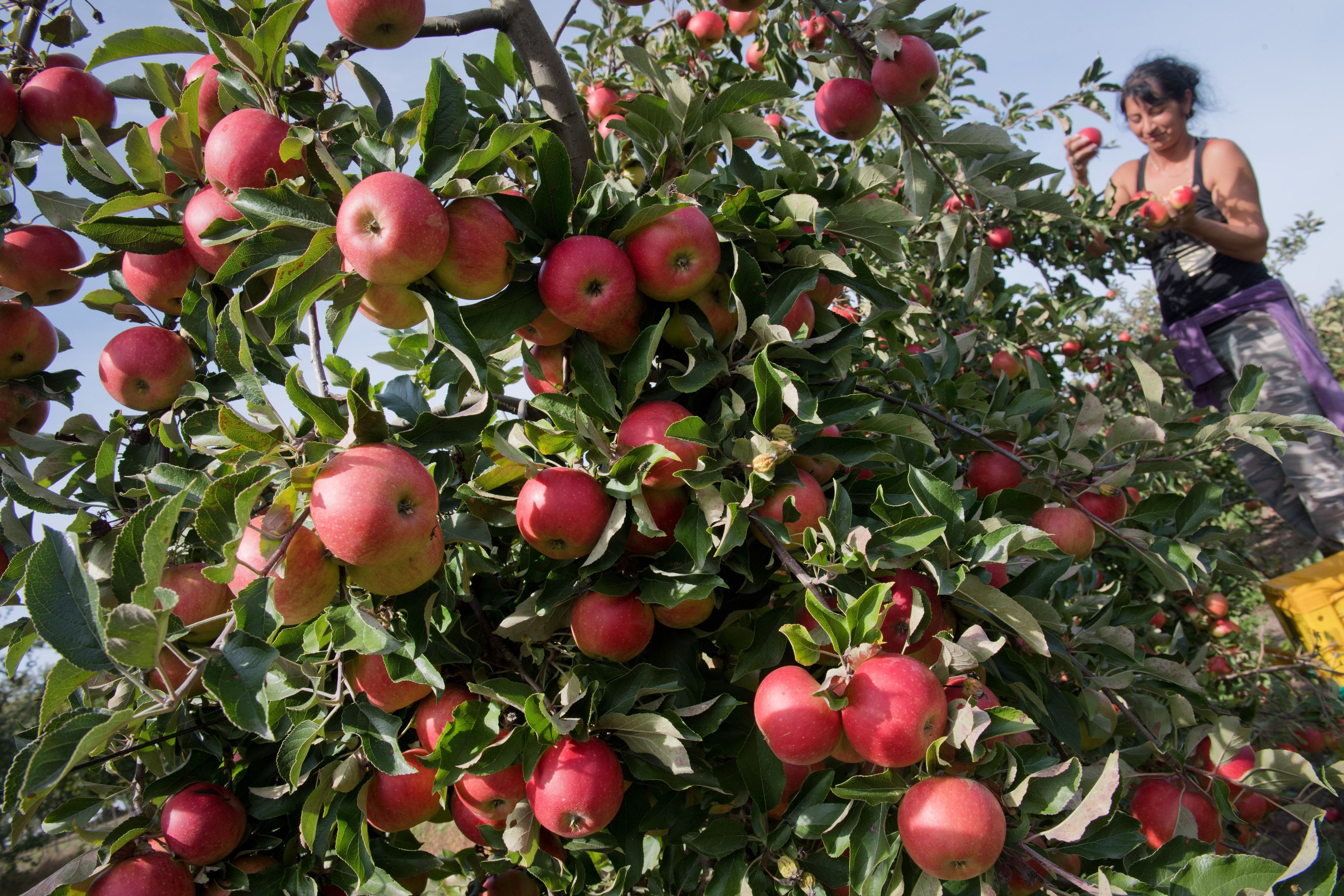 Äpfel an einem Baum. (Symbolbild)