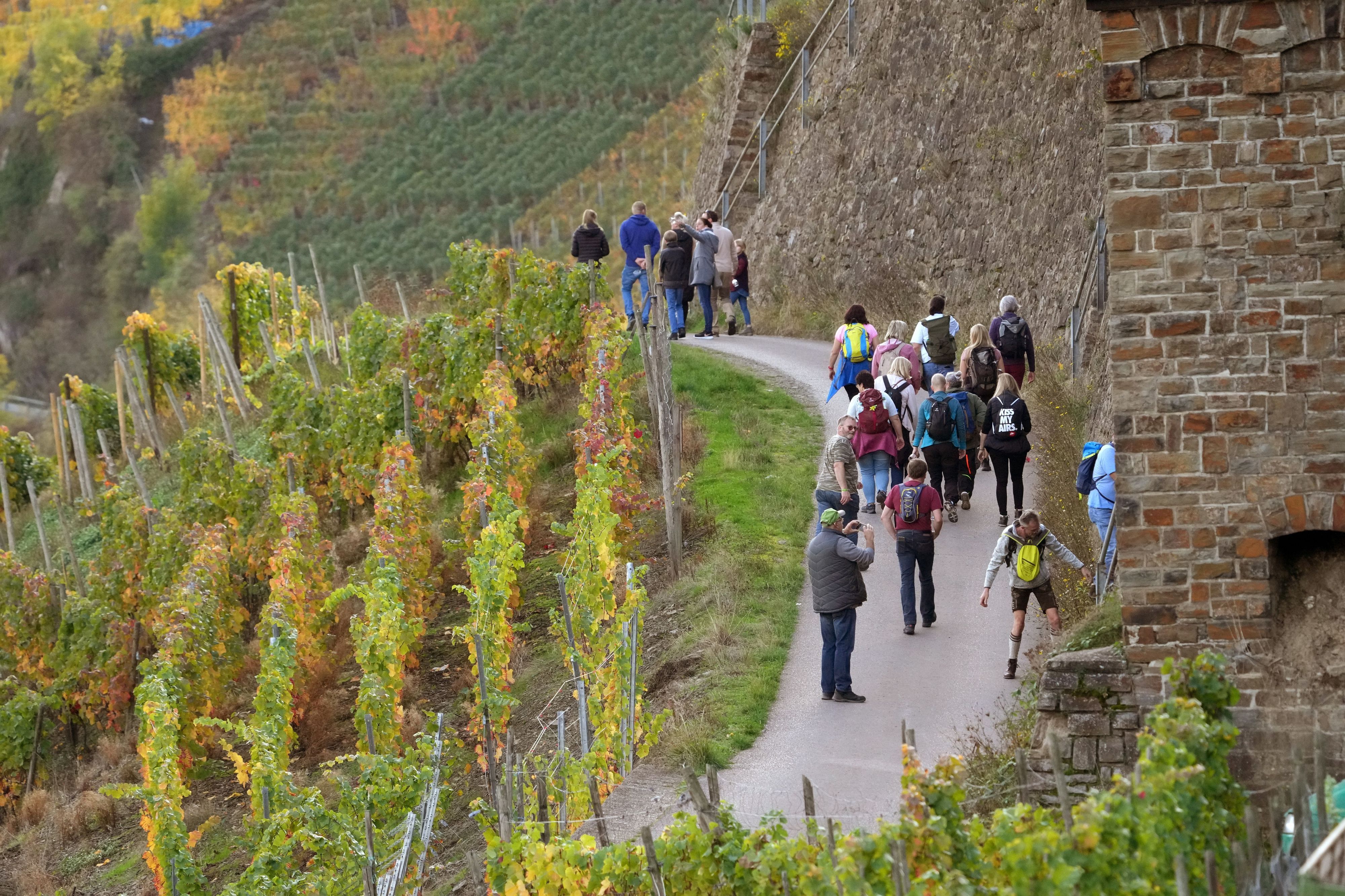 In den Weingebieten rund um Dernau laufen Wanderer auf dem Rotweinwanderweg im Ahrtal. (Archivbild)