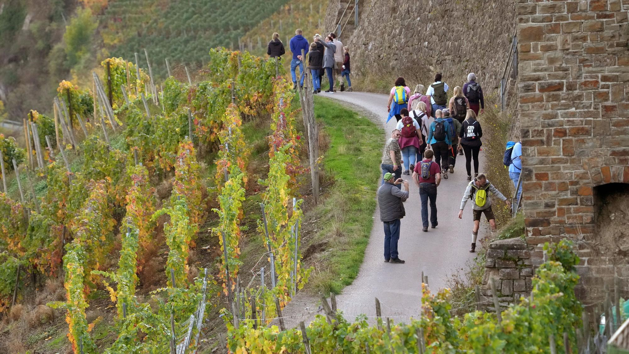 In den Weingebieten rund um Dernau laufen Wanderer auf dem Rotweinwanderweg im Ahrtal. (Archivbild)