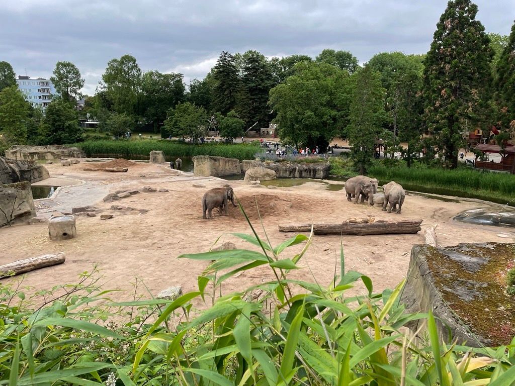 Elefanten im Kölner Zoo. (Archivbild)