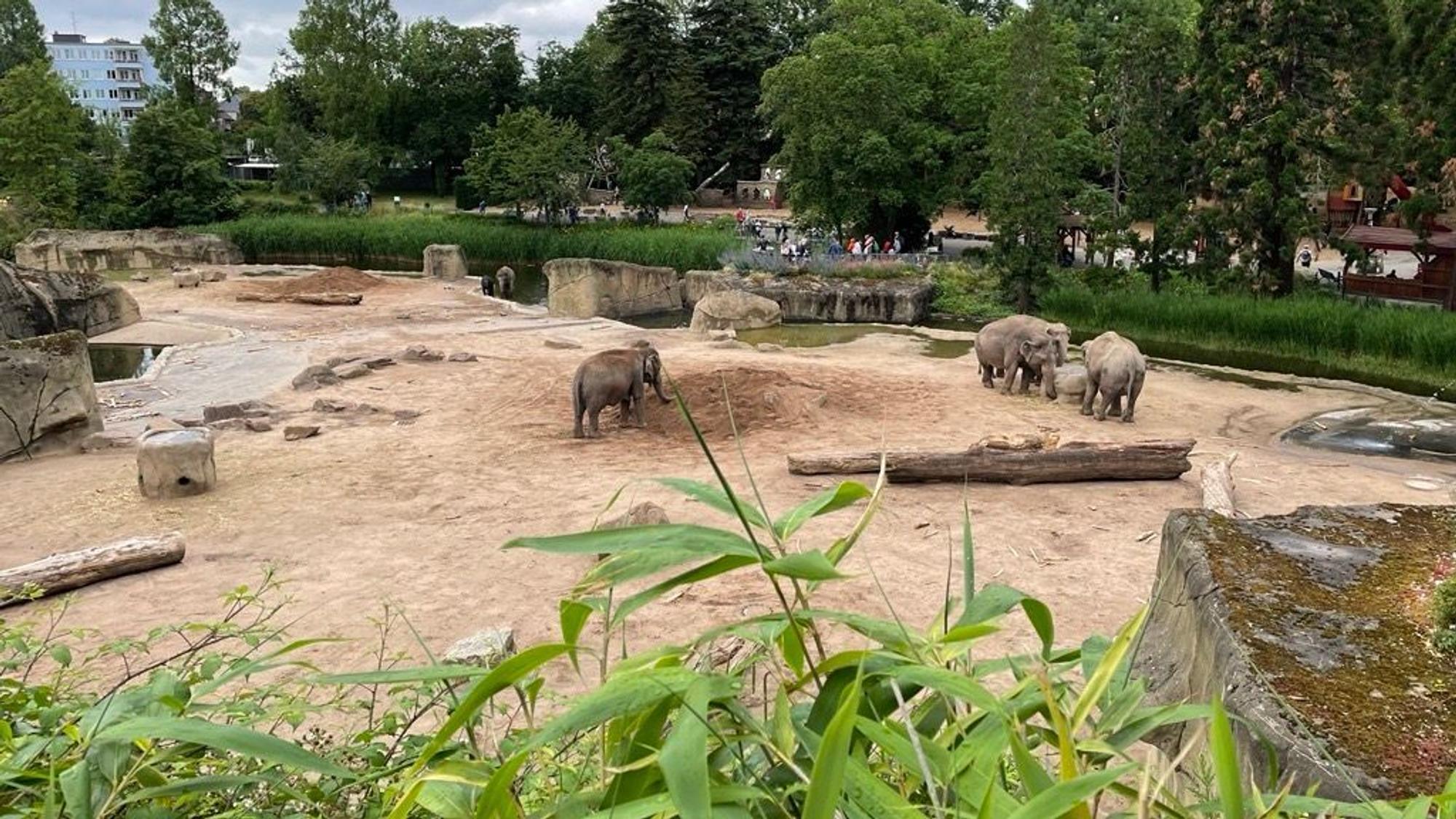 Elefanten im Kölner Zoo. (Archivbild)