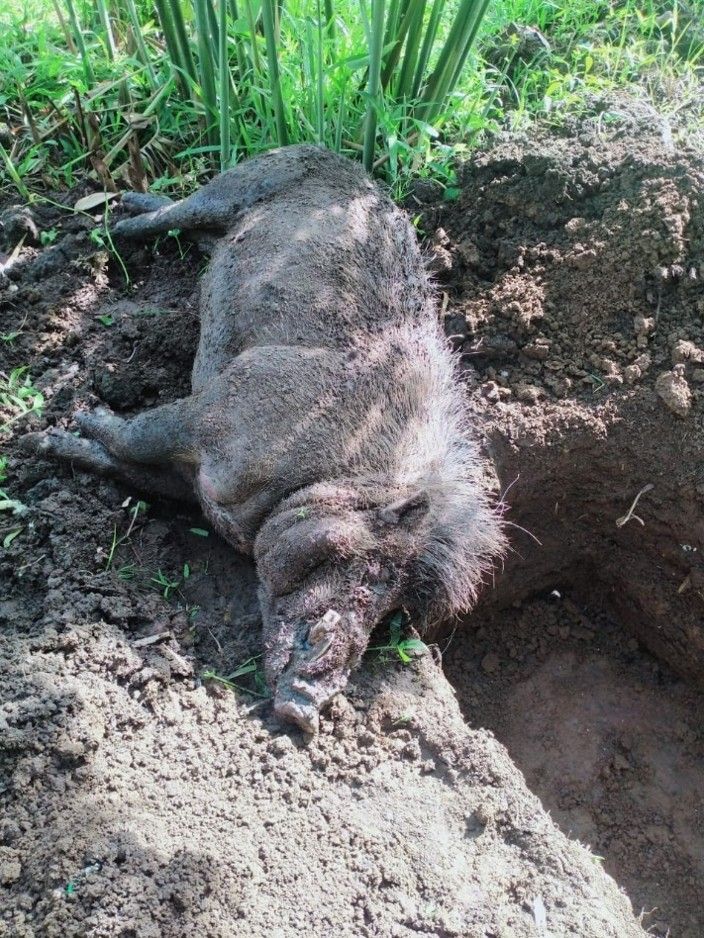 Ein Visayas-Pustelschwein ist auf den Philippinen an der Schweinepest gestorben.