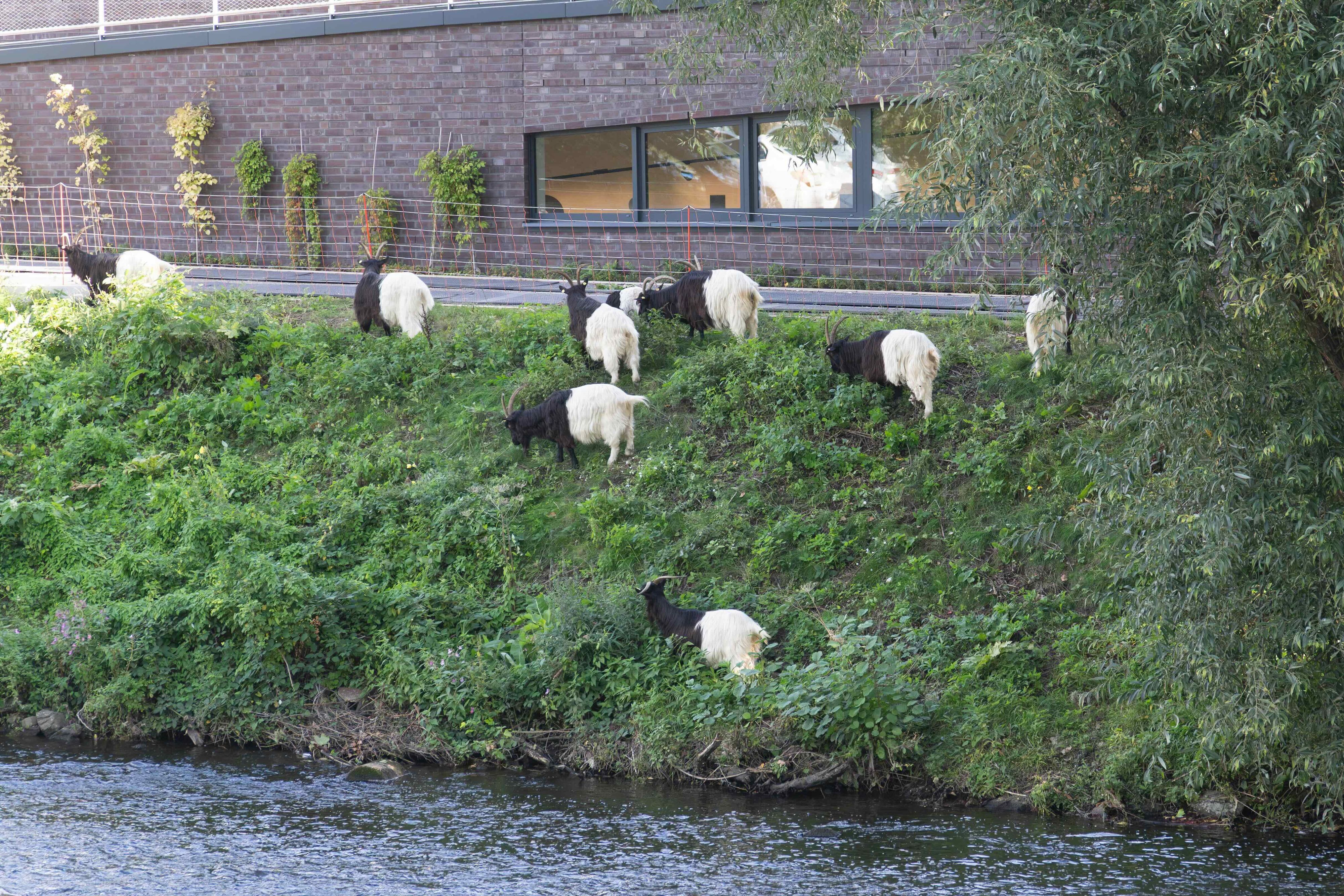 Schwarzhalsziegen in Leichlingen