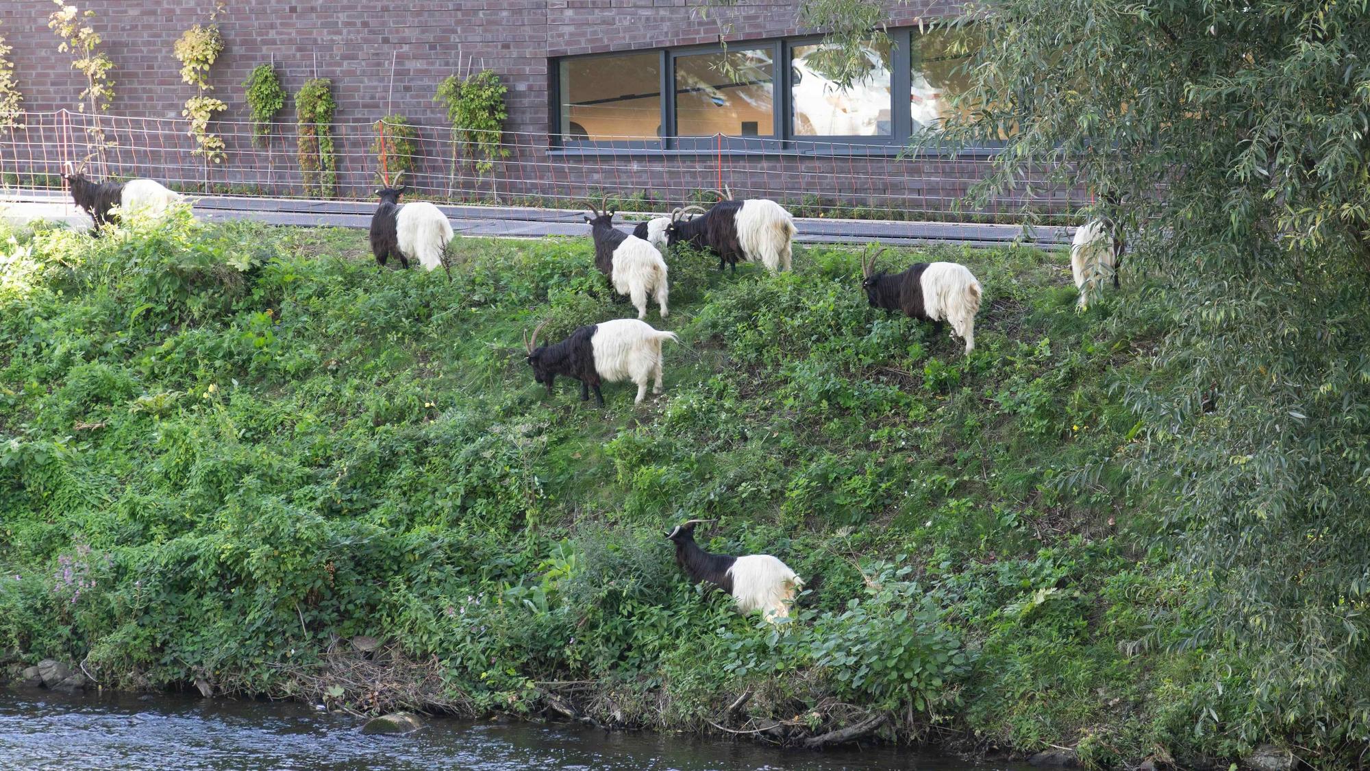 Schwarzhalsziegen in Leichlingen