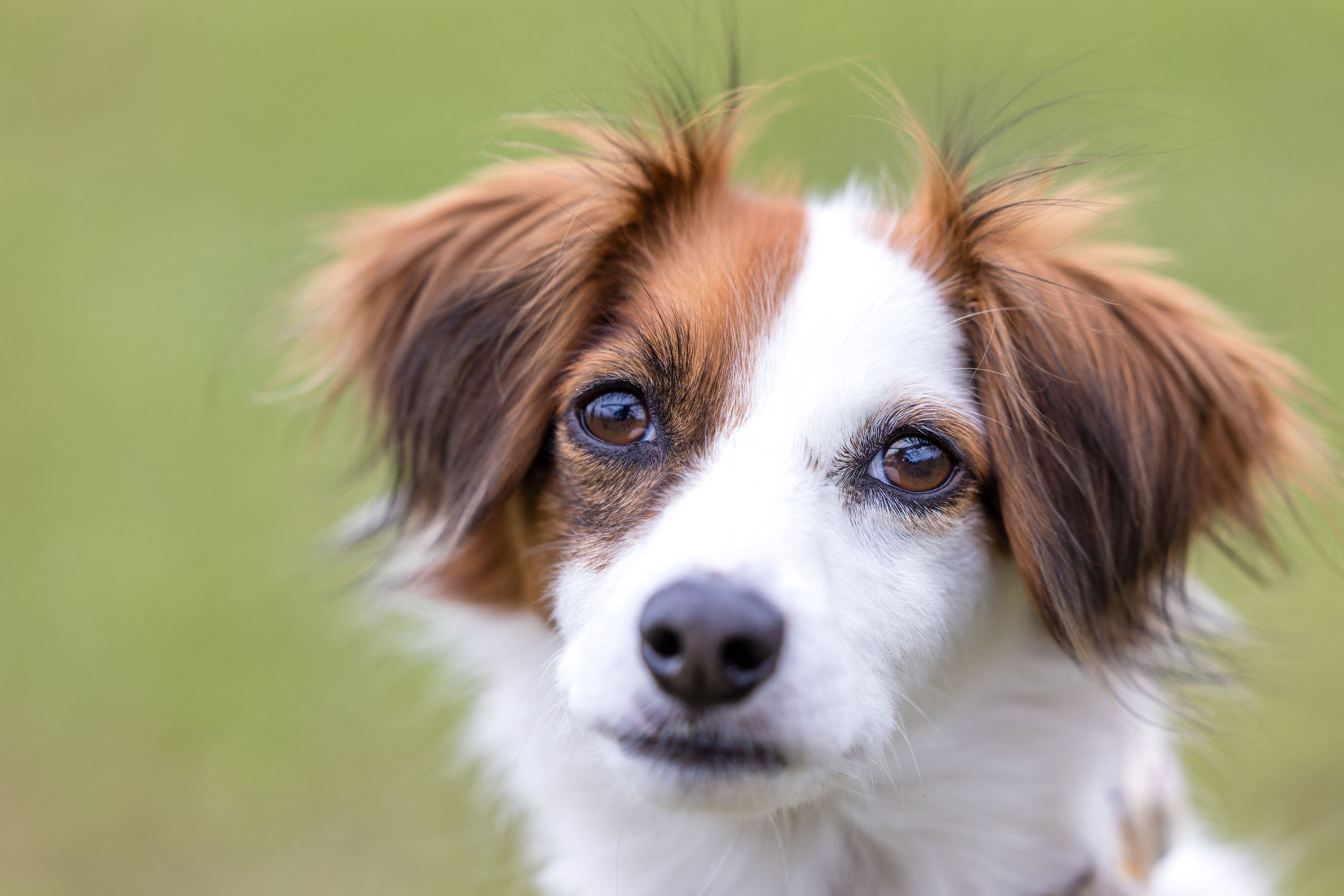 Ein junger Hund mit weiß-braunem Kopf schaut in die Kamera
