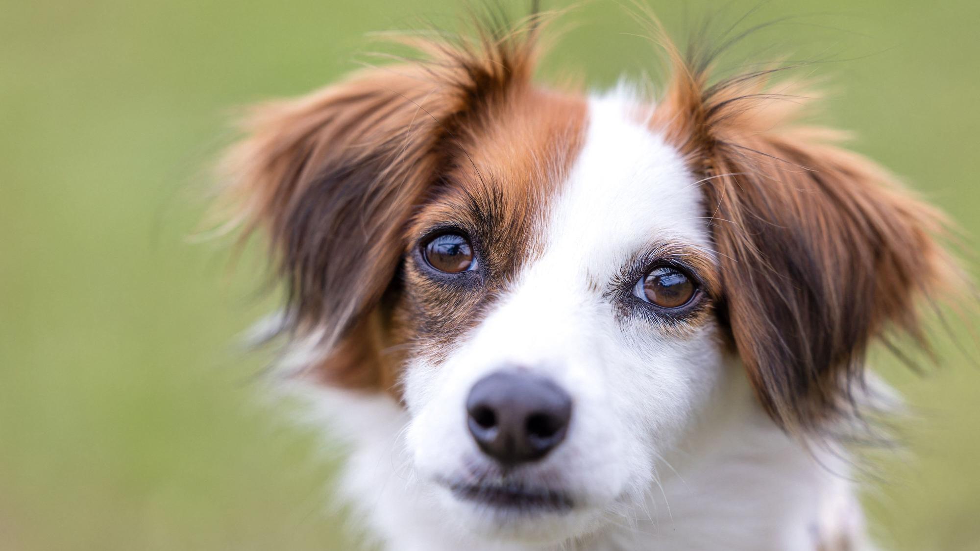Ein junger Hund mit weiß-braunem Kopf schaut in die Kamera