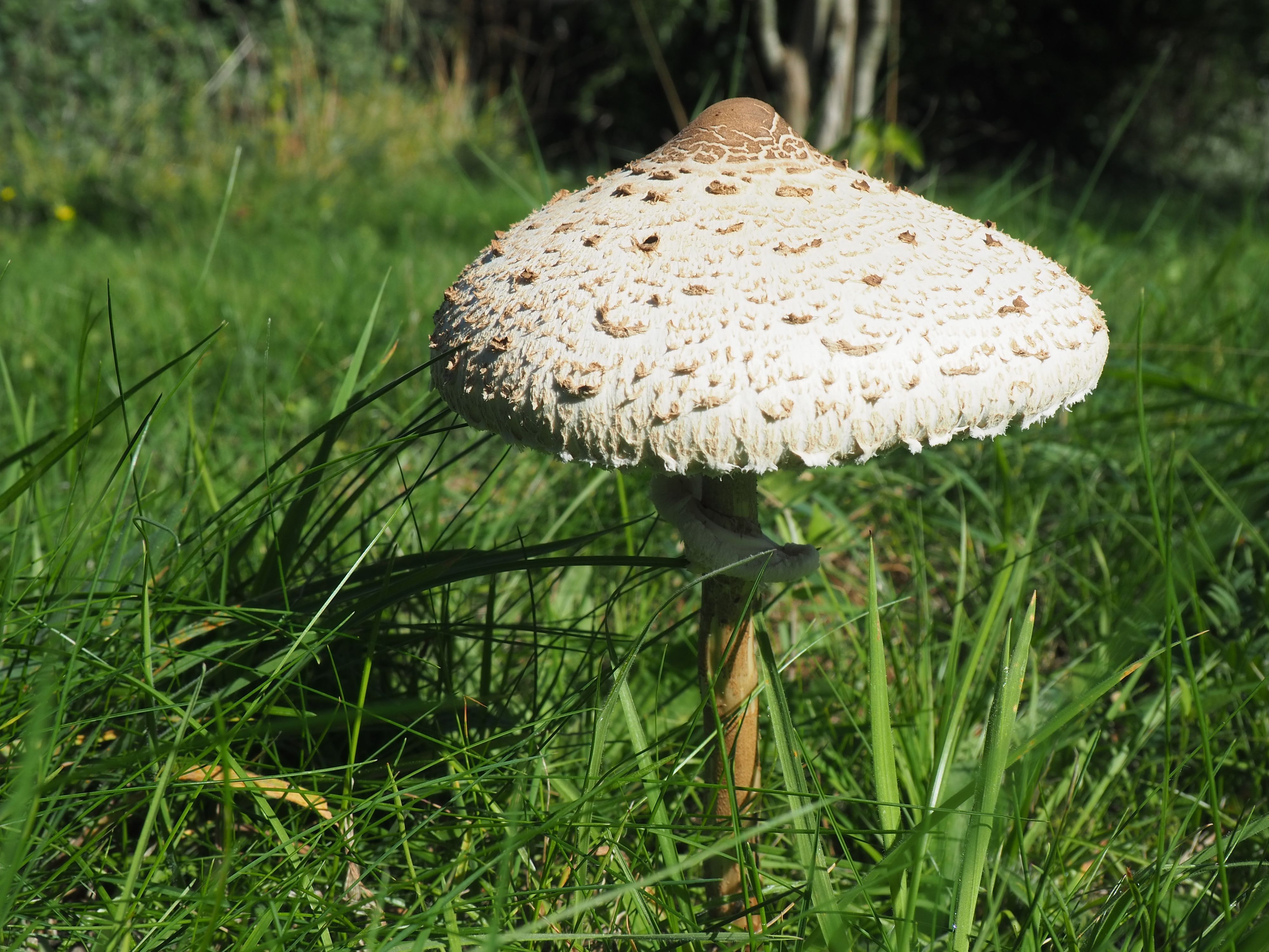 Ein Pilz mit großem, hellen Hut wächst in einer Wiese.