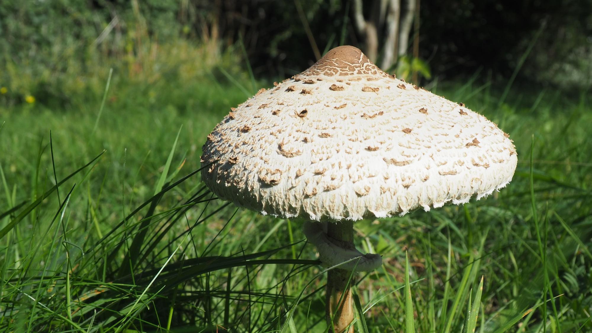 Ein Pilz mit großem, hellen Hut wächst in einer Wiese.