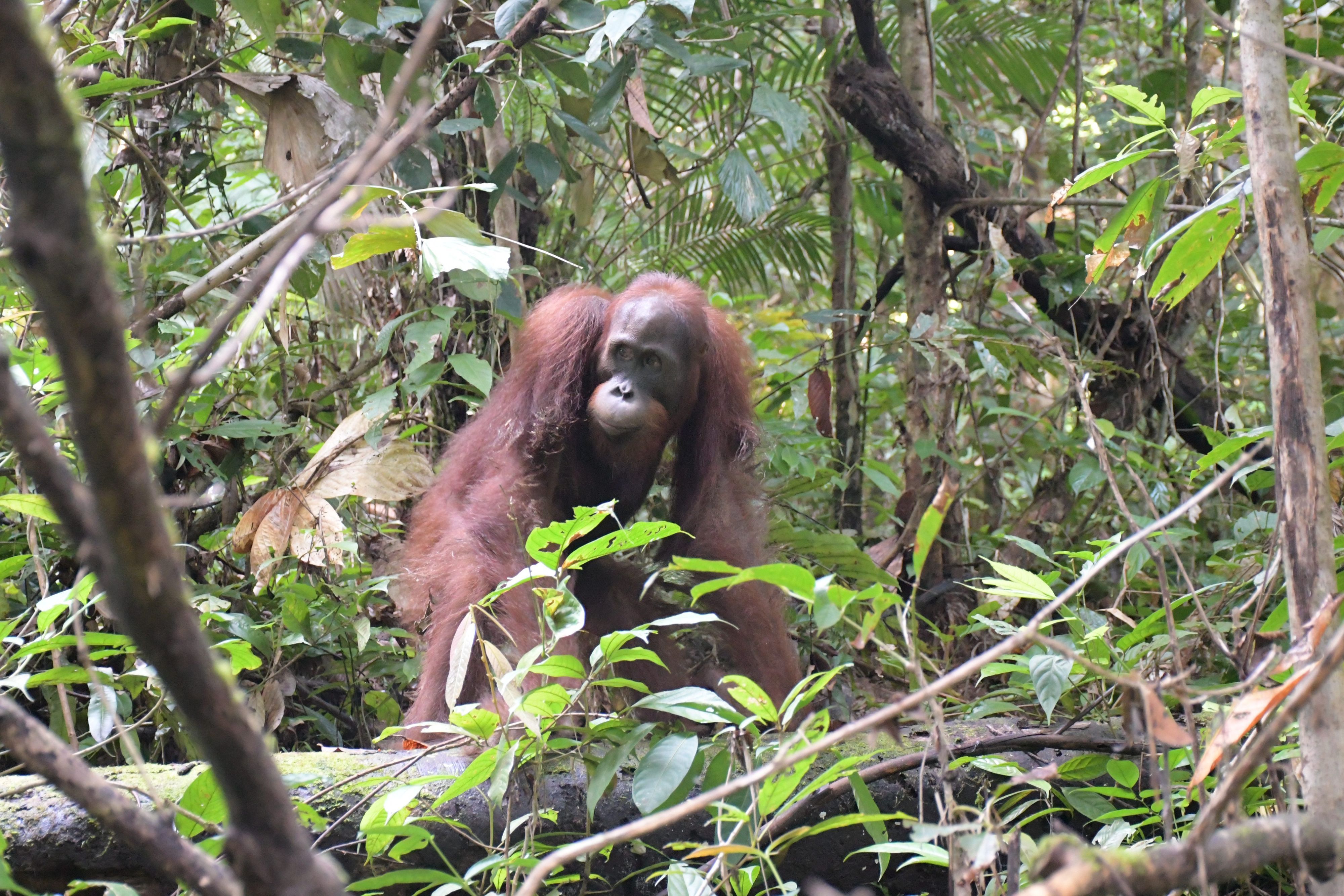Ein Orang-Utan im Bukit Baka Bukit Raya Nationalpark in Indonesien. (Archivbild)