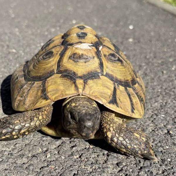 Die Schildkröte hatte einen Schutzengel.