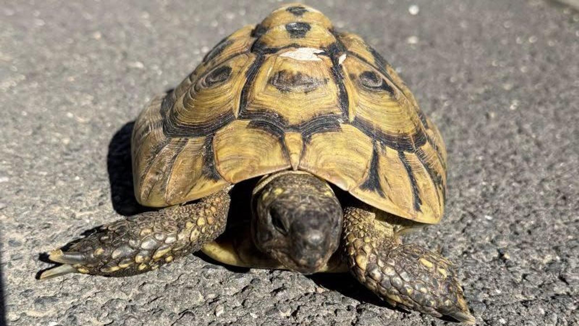 Die Schildkröte hatte einen Schutzengel.