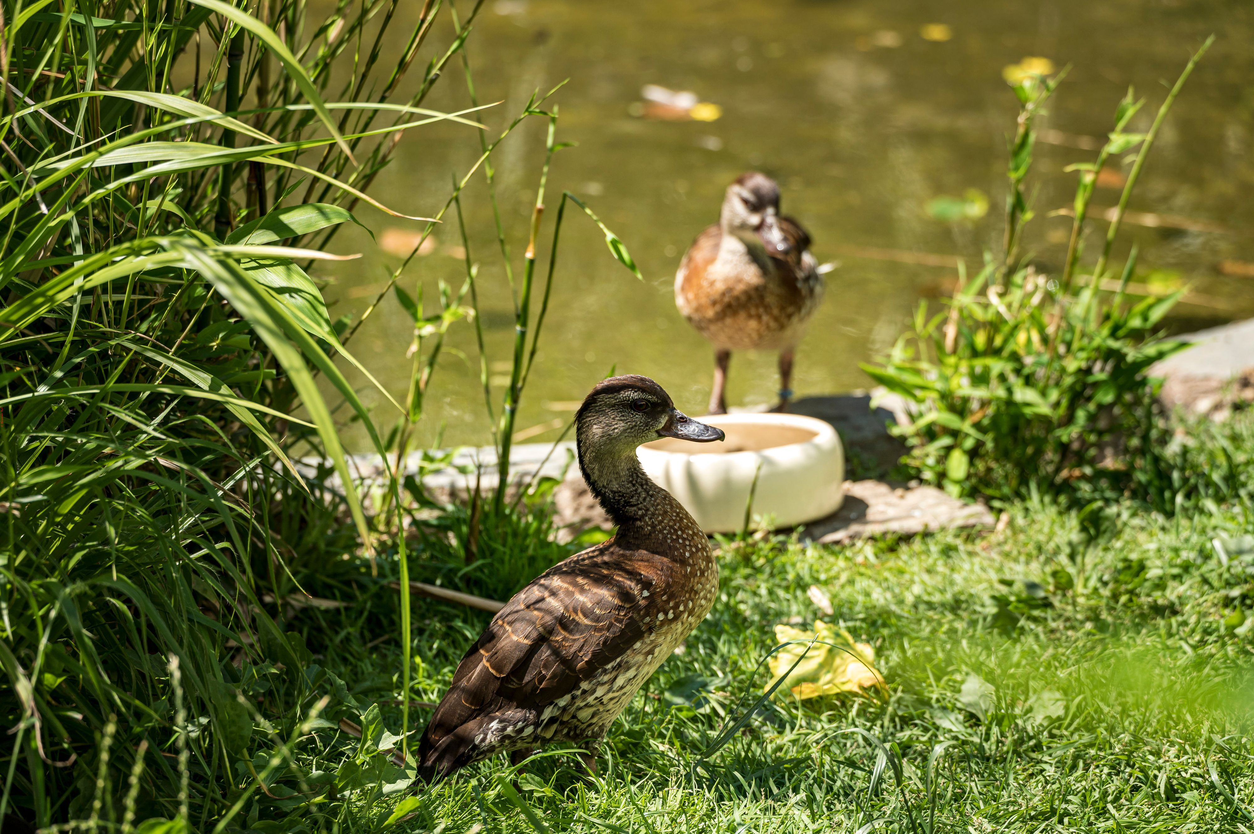 Zwei Enten im Kölner Zoo. (Archivbild)