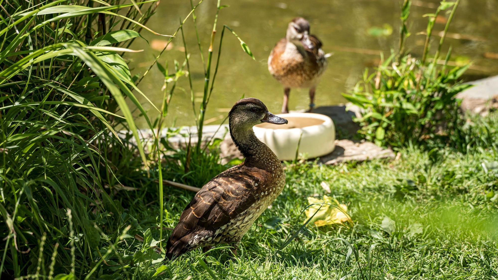 Zwei Enten im Kölner Zoo. (Archivbild)