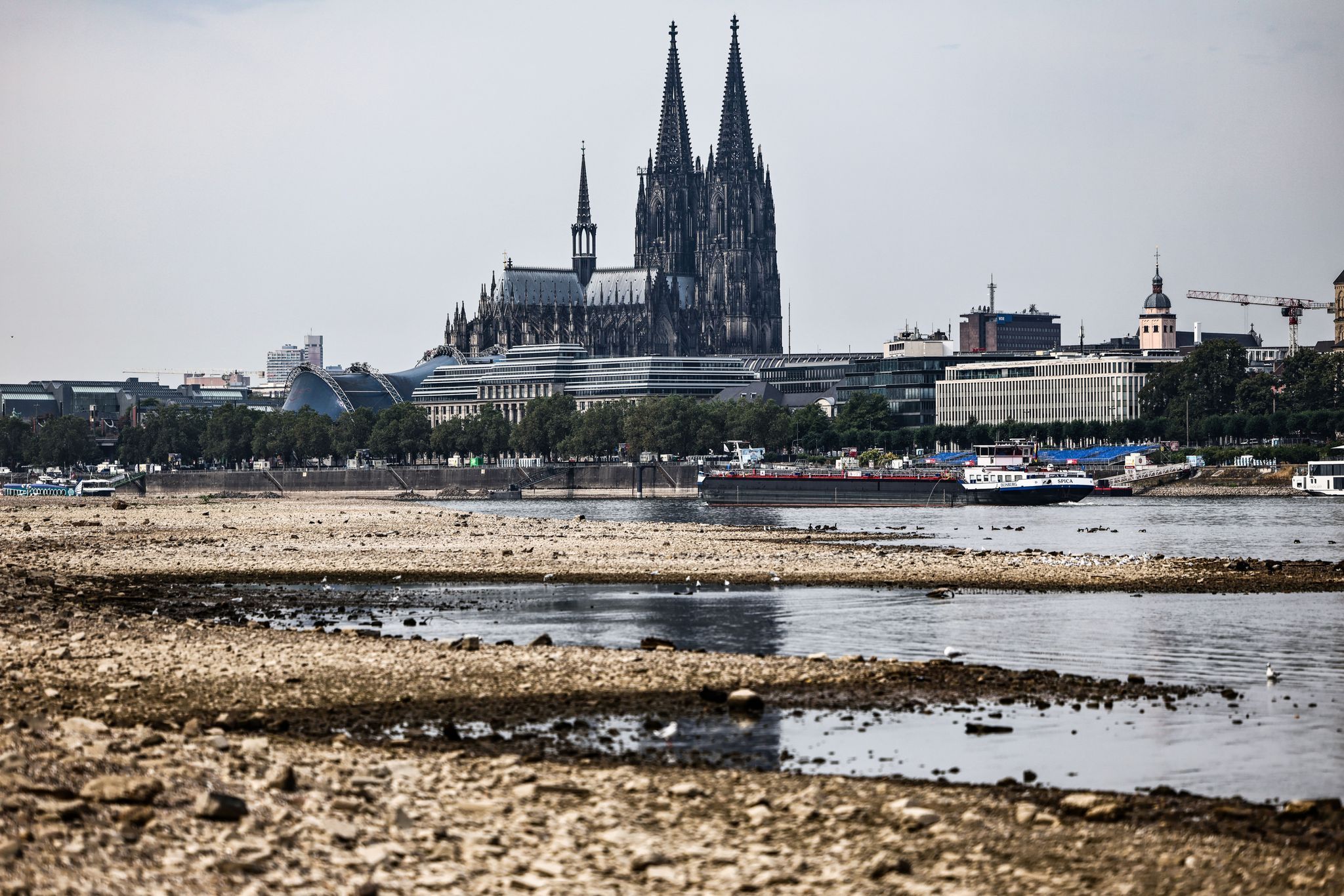 Niedrigwasser am Rhein in Köln