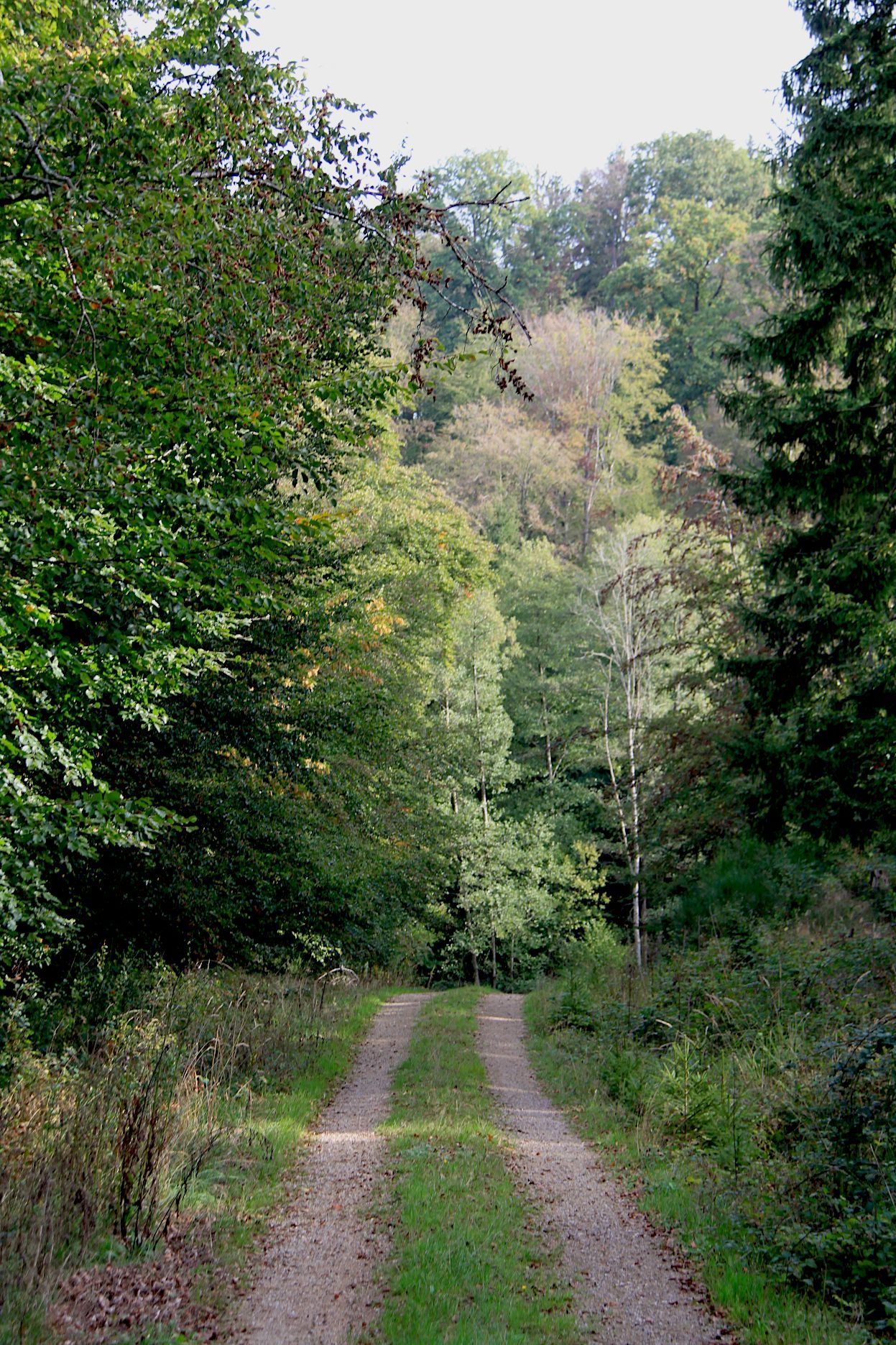 Blick in ein Waldgebiet, durch das ein Fahrweg verläuft.