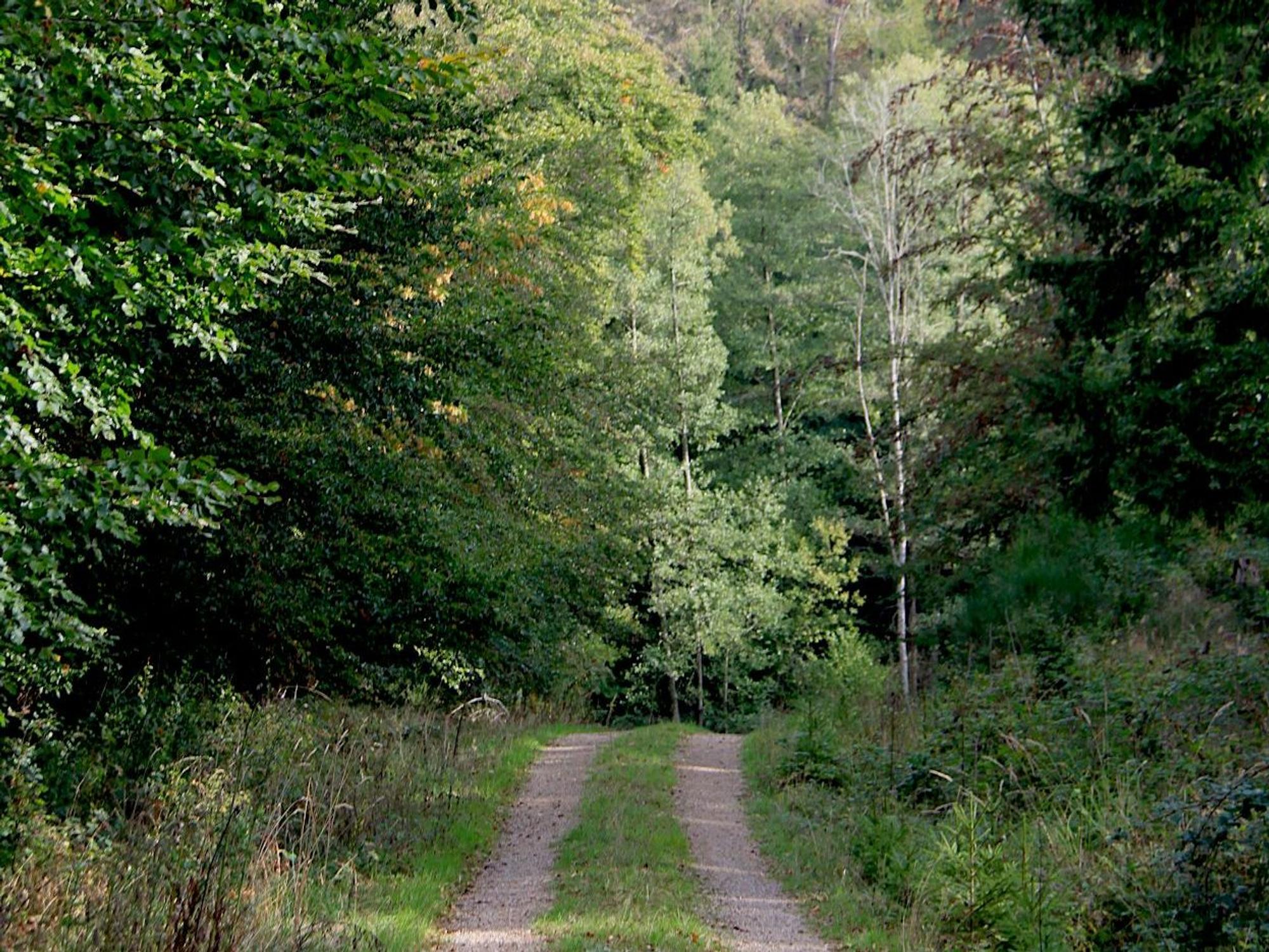 Blick in ein Waldgebiet, durch das ein Fahrweg verläuft.