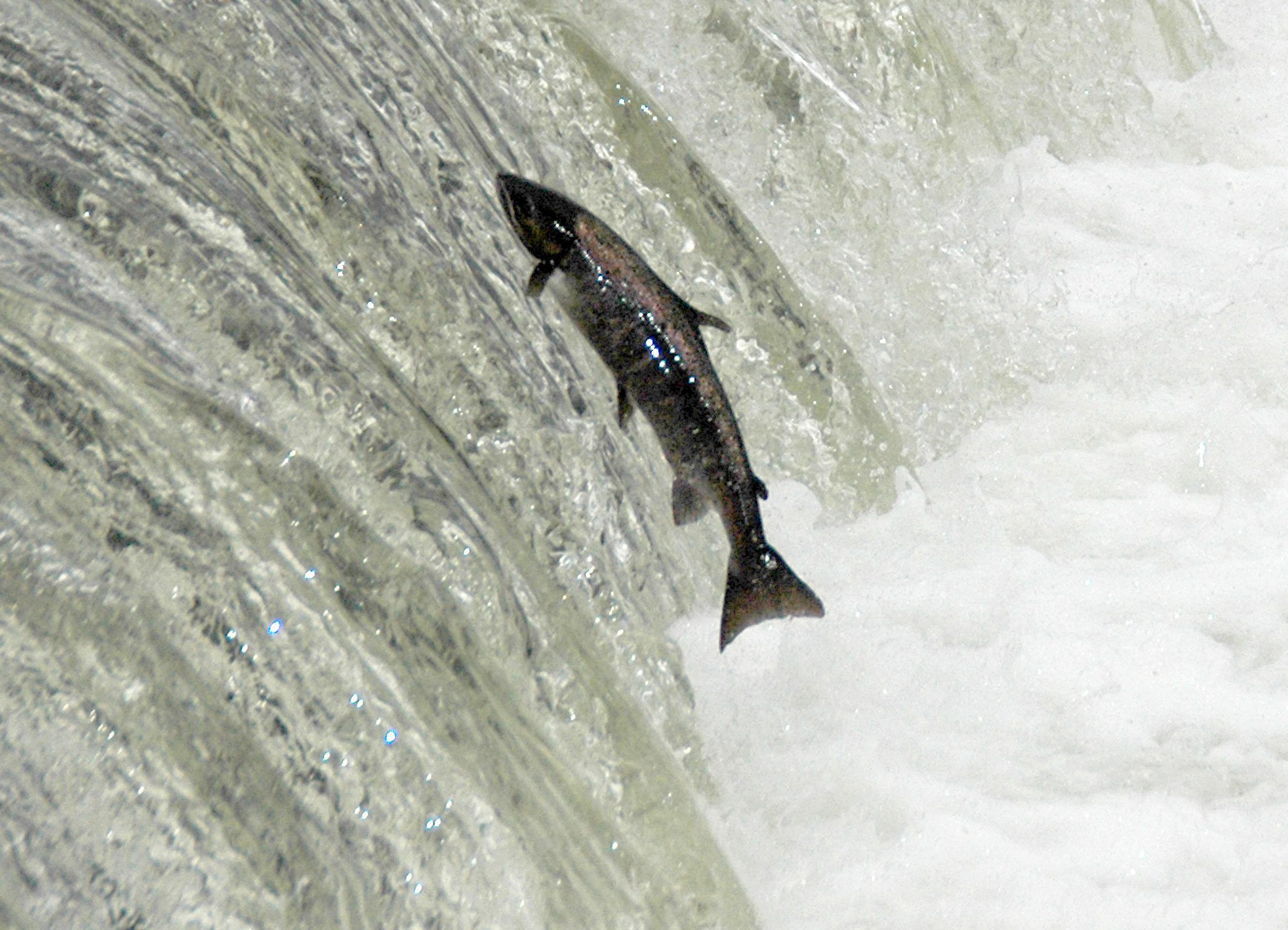 Ein springender Lachs beim Aufstieg in die Sieg.