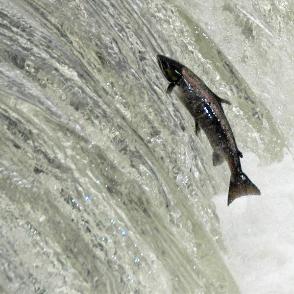 Ein springender Lachs beim Aufstieg in die Sieg.