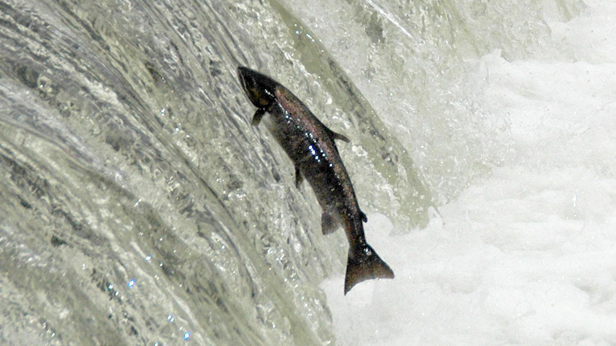 Ein springender Lachs beim Aufstieg in die Sieg.