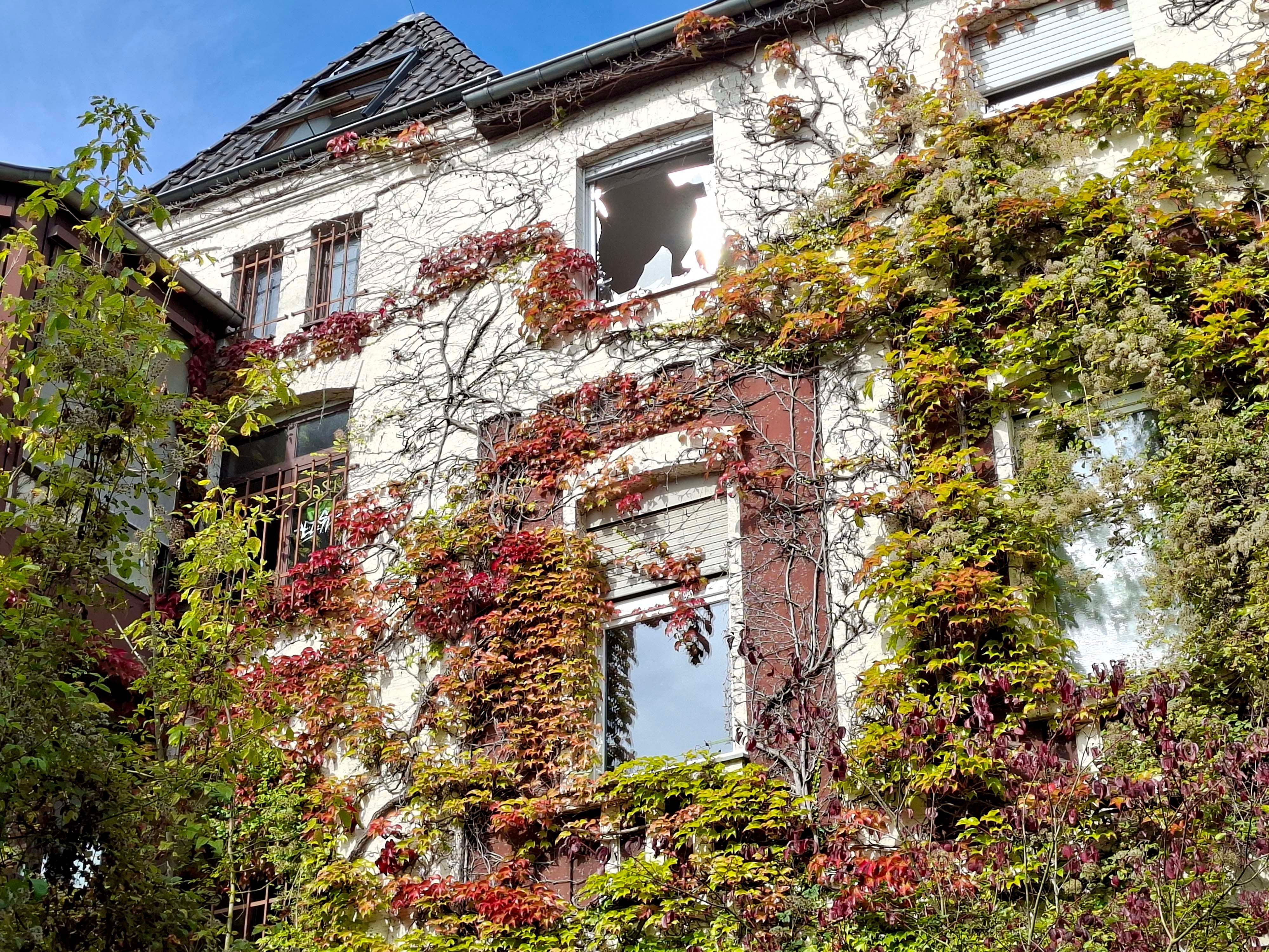 Das Foto zeigt die überwucherte Fassade mit eingeschlagenem Fenster.