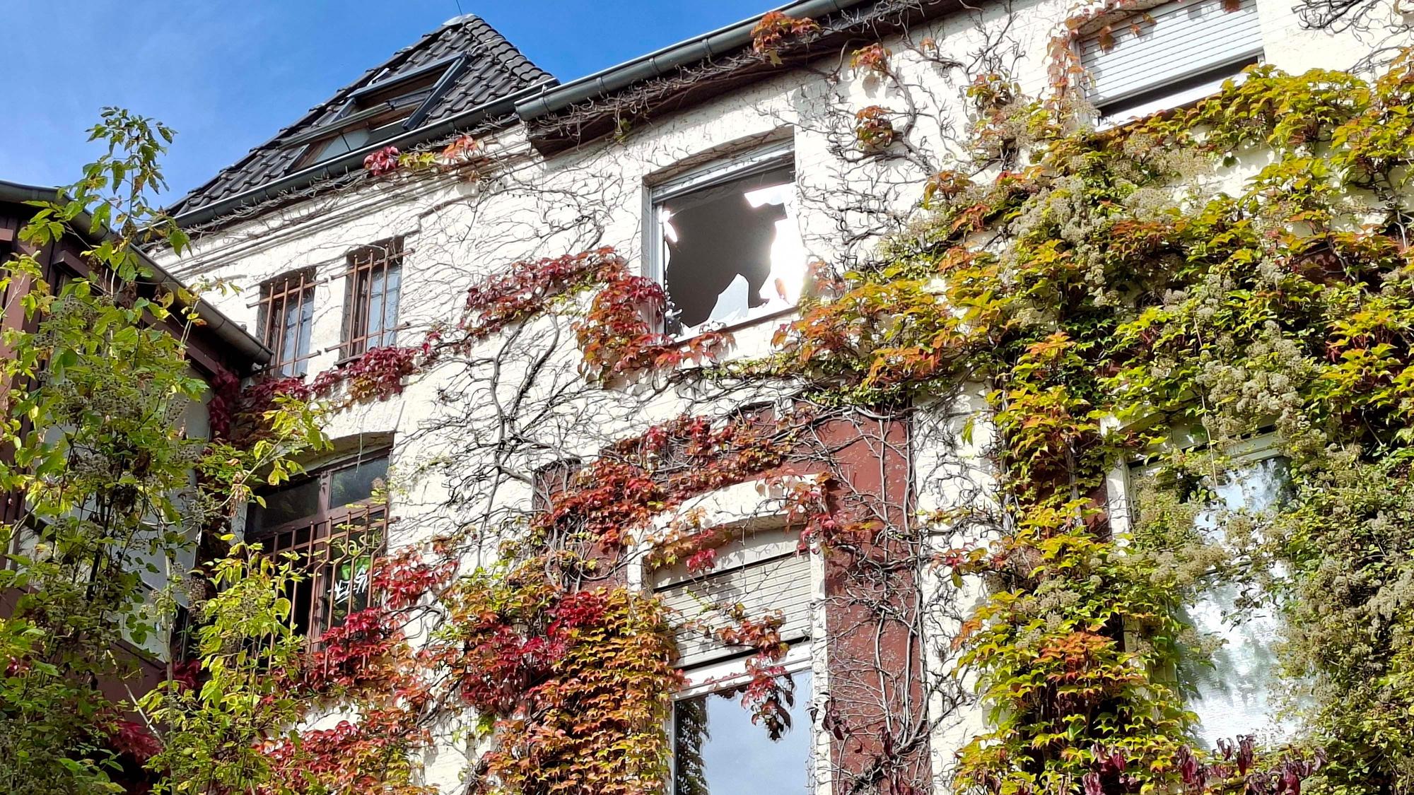 Das Foto zeigt die überwucherte Fassade mit eingeschlagenem Fenster.
