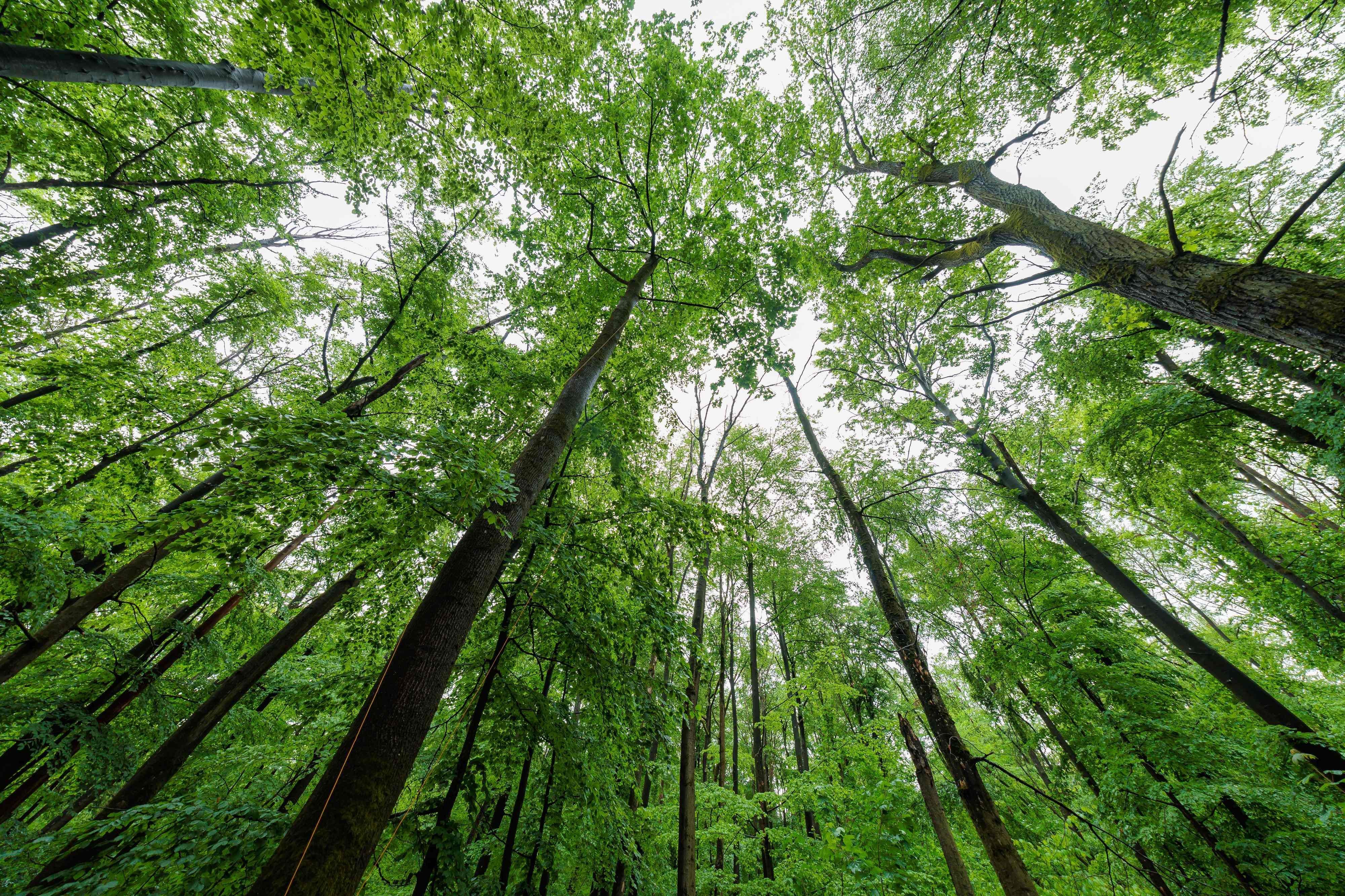 Aus 10.000 Setzlingen soll in Köln in den kommenden Jahren ein neuer stattlicher Wald werden.