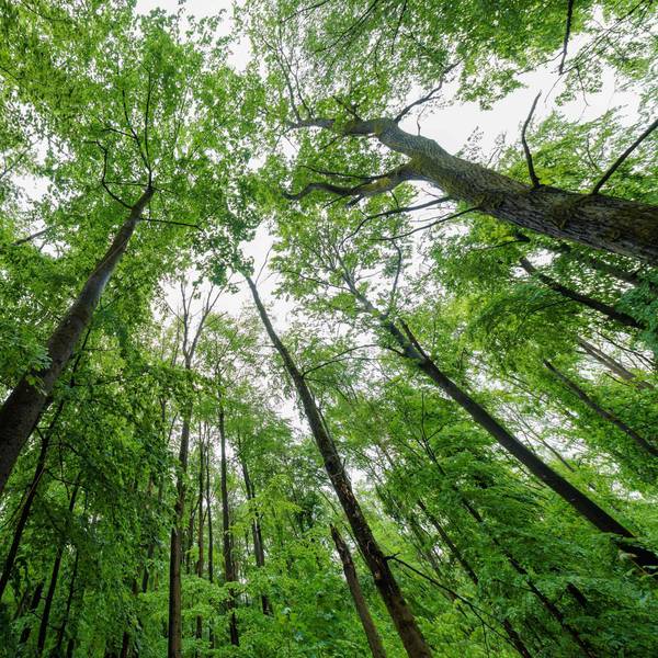 Aus 10.000 Setzlingen soll in Köln in den kommenden Jahren ein neuer stattlicher Wald werden.