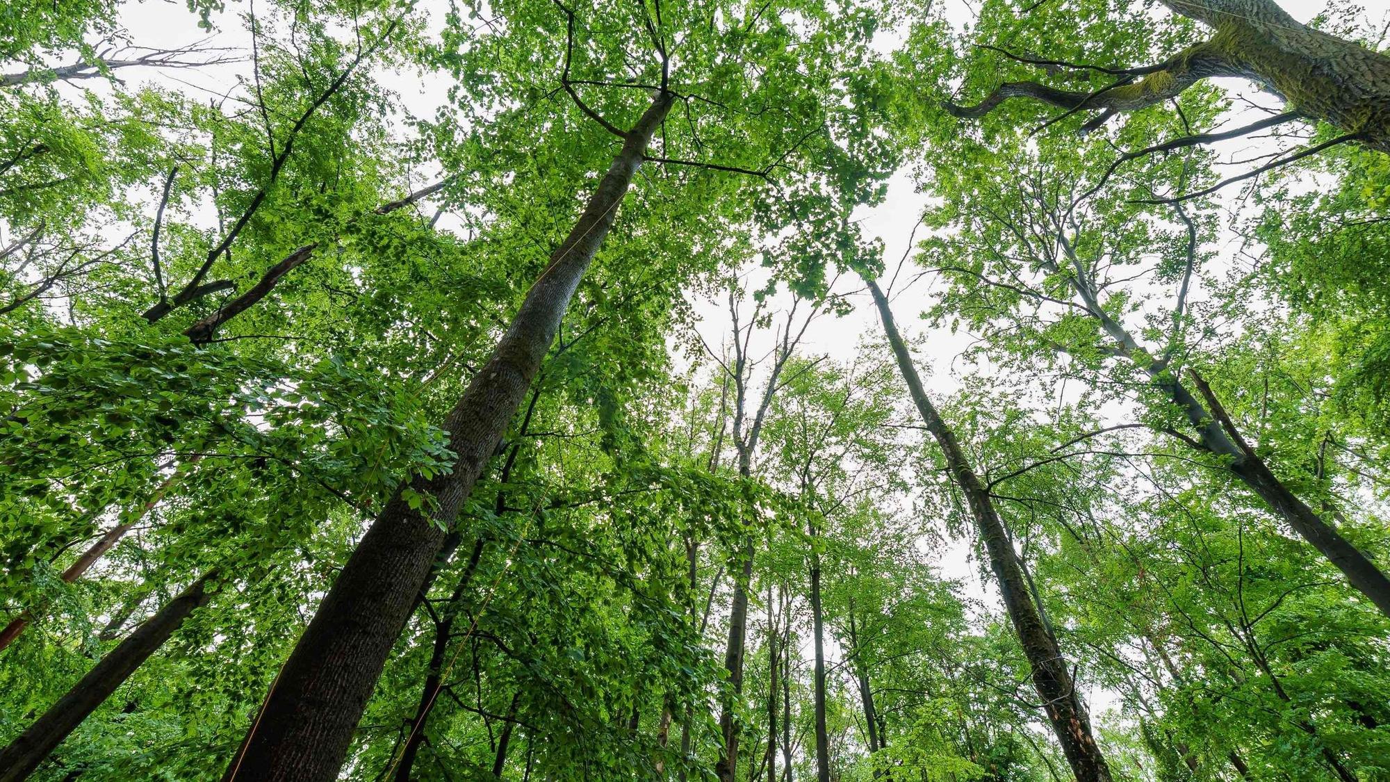Aus 10.000 Setzlingen soll in Köln in den kommenden Jahren ein neuer stattlicher Wald werden.