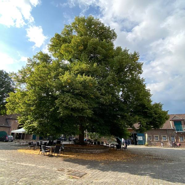 Eine große Hofanlage mit einem großen Baum in der Mitte ist zu sehen.