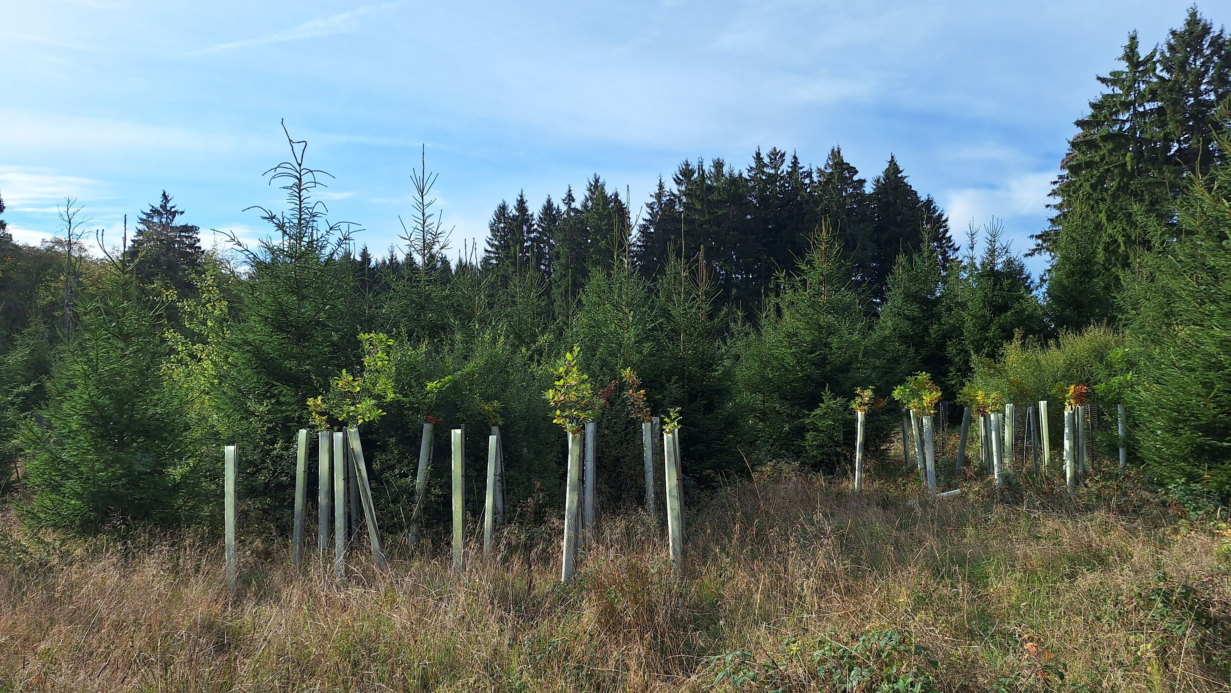 Vor einem Waldstück mit hohen Fichten stehen junge Laubbäume, die von Holzpfählen gestützt werden.