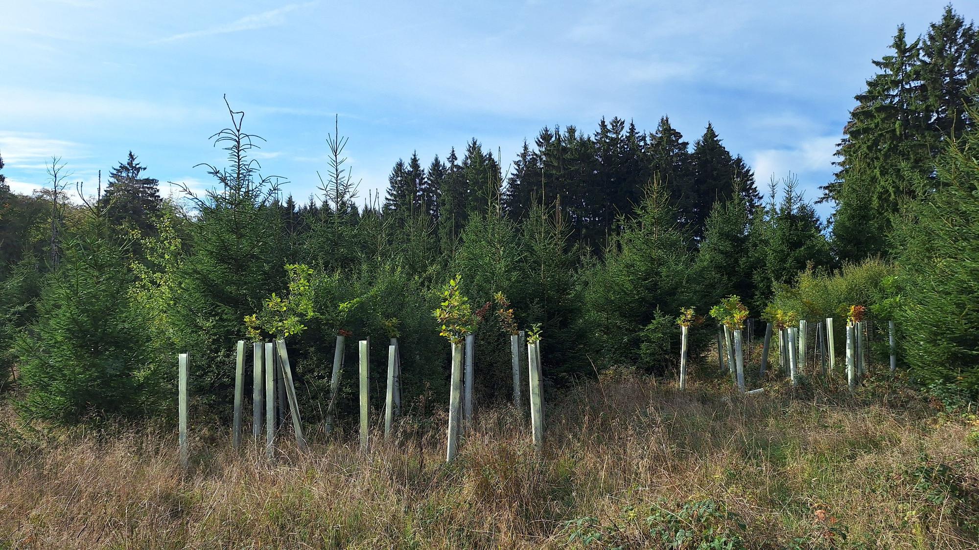 Vor einem Waldstück mit hohen Fichten stehen junge Laubbäume, die von Holzpfählen gestützt werden.